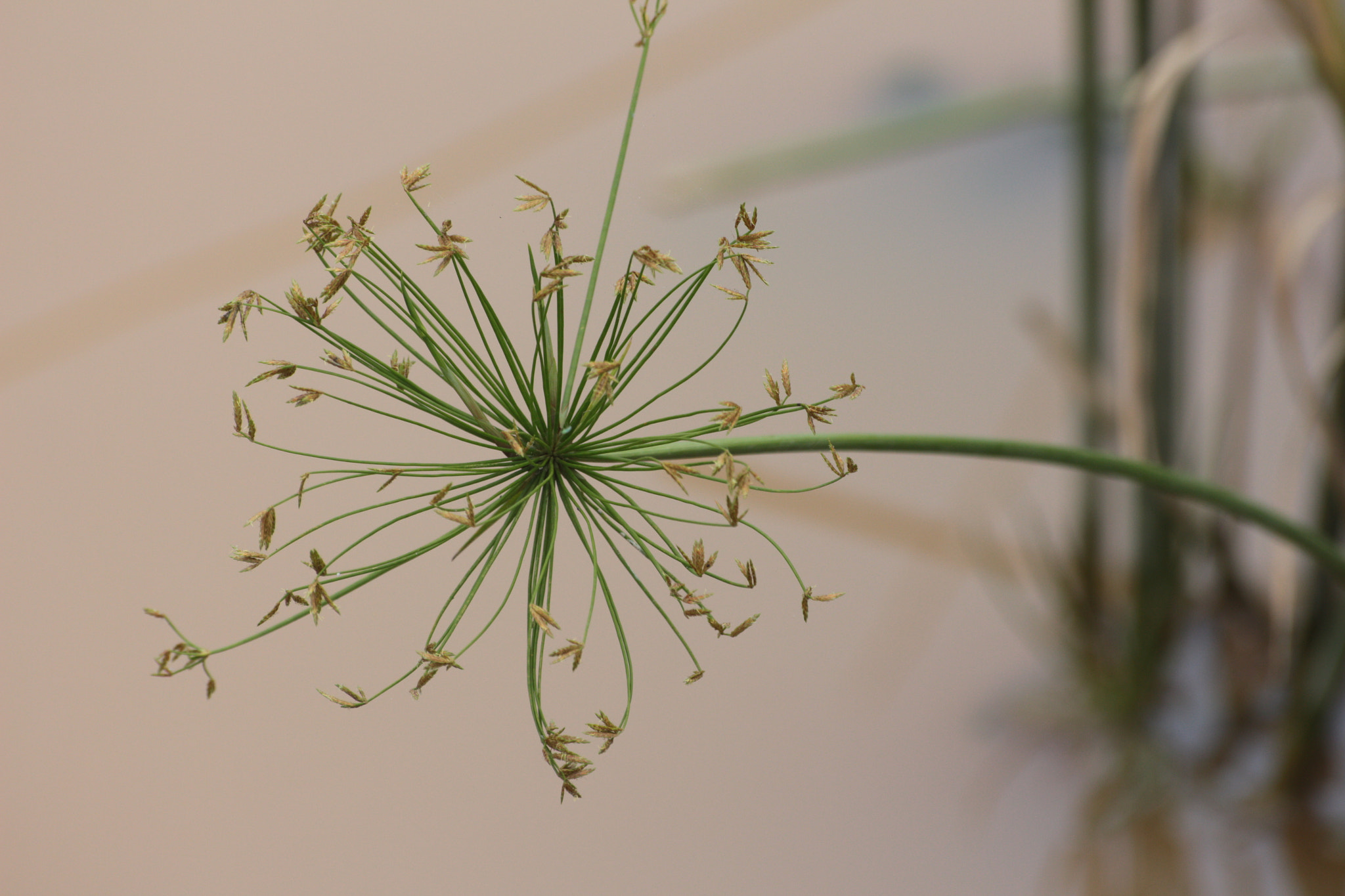 Canon EOS 700D (EOS Rebel T5i / EOS Kiss X7i) sample photo. Img photography