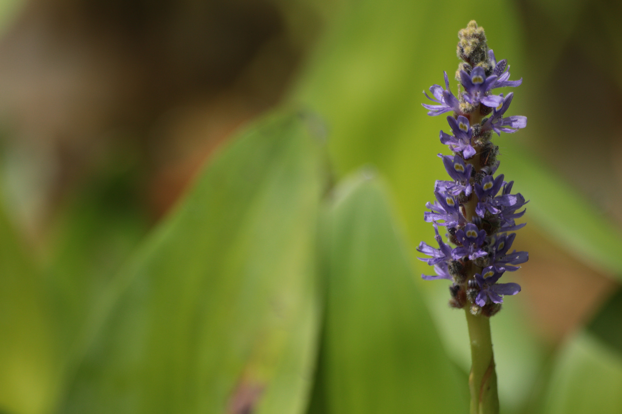 Canon EOS 700D (EOS Rebel T5i / EOS Kiss X7i) sample photo. Img photography