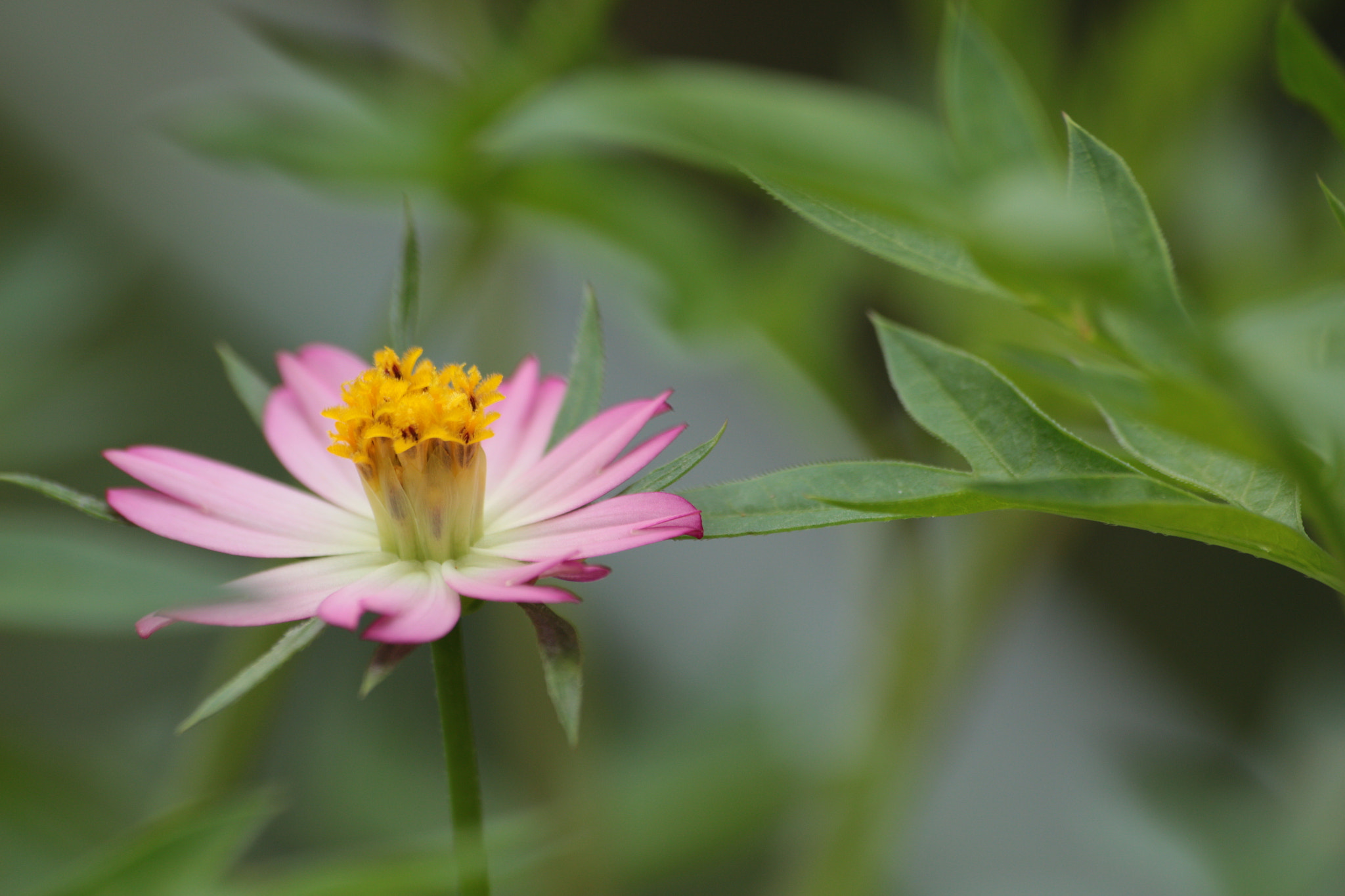 Canon EOS 700D (EOS Rebel T5i / EOS Kiss X7i) sample photo. Img photography