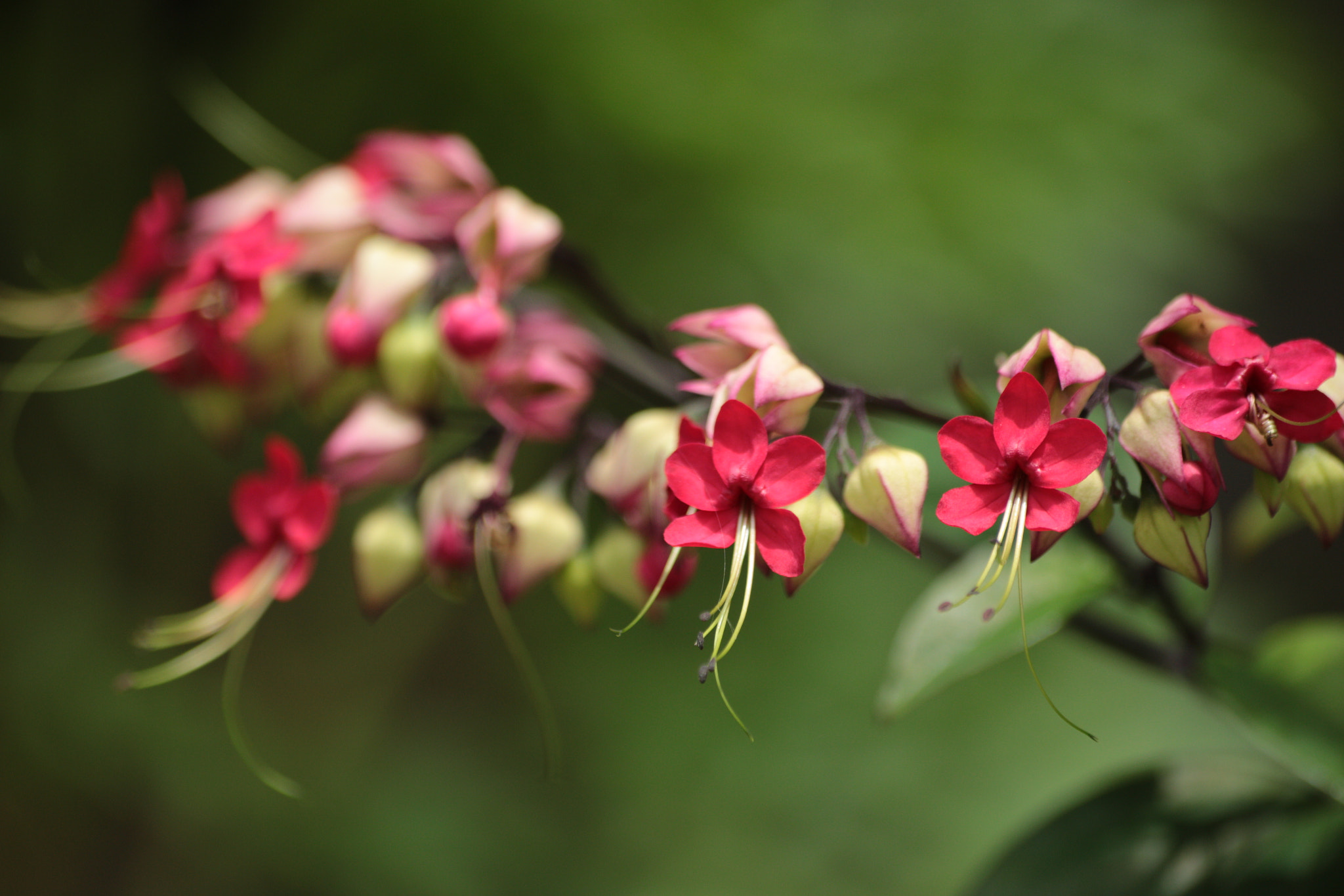 Canon EOS 700D (EOS Rebel T5i / EOS Kiss X7i) sample photo. Img photography