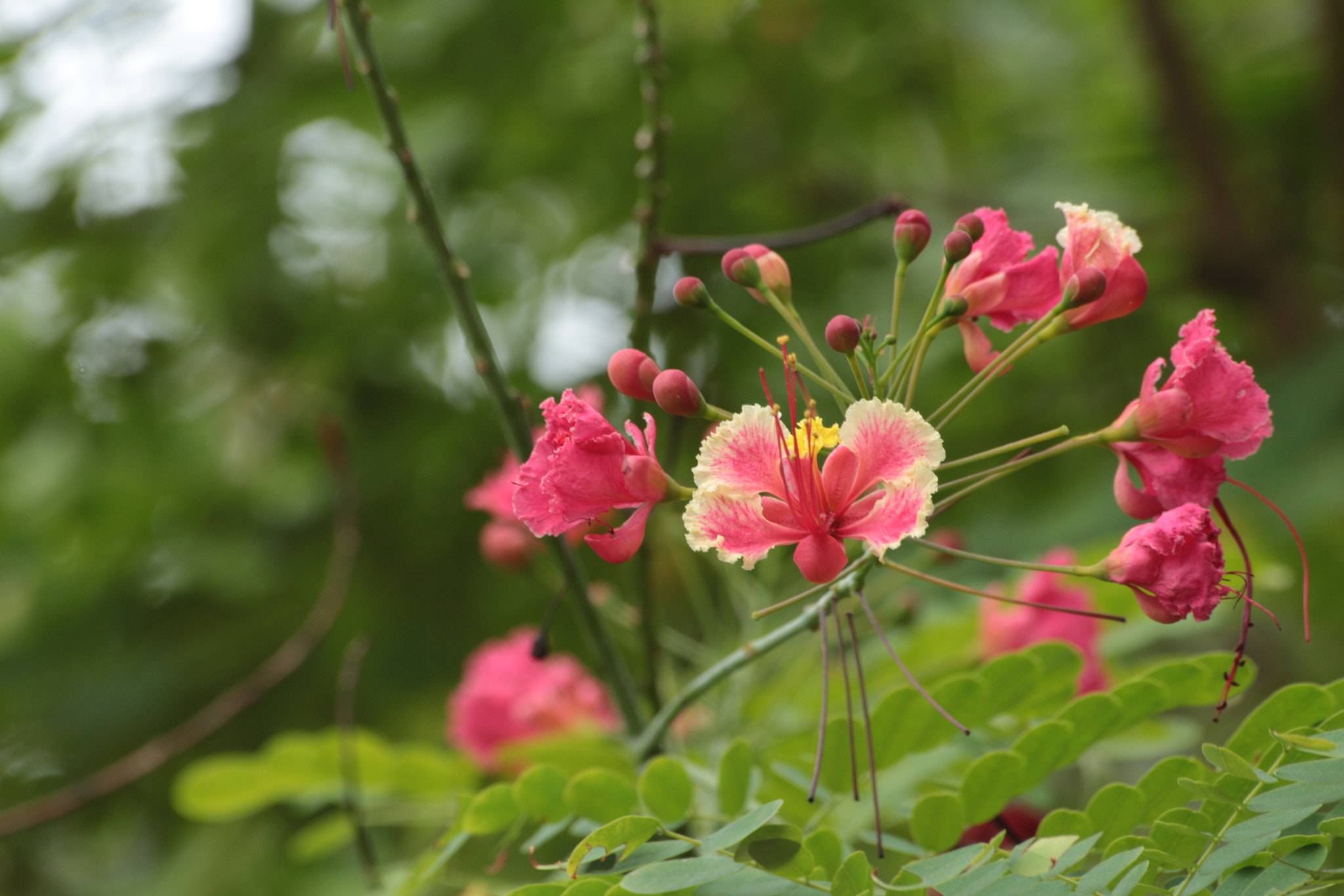 Canon EOS 700D (EOS Rebel T5i / EOS Kiss X7i) sample photo. Img photography