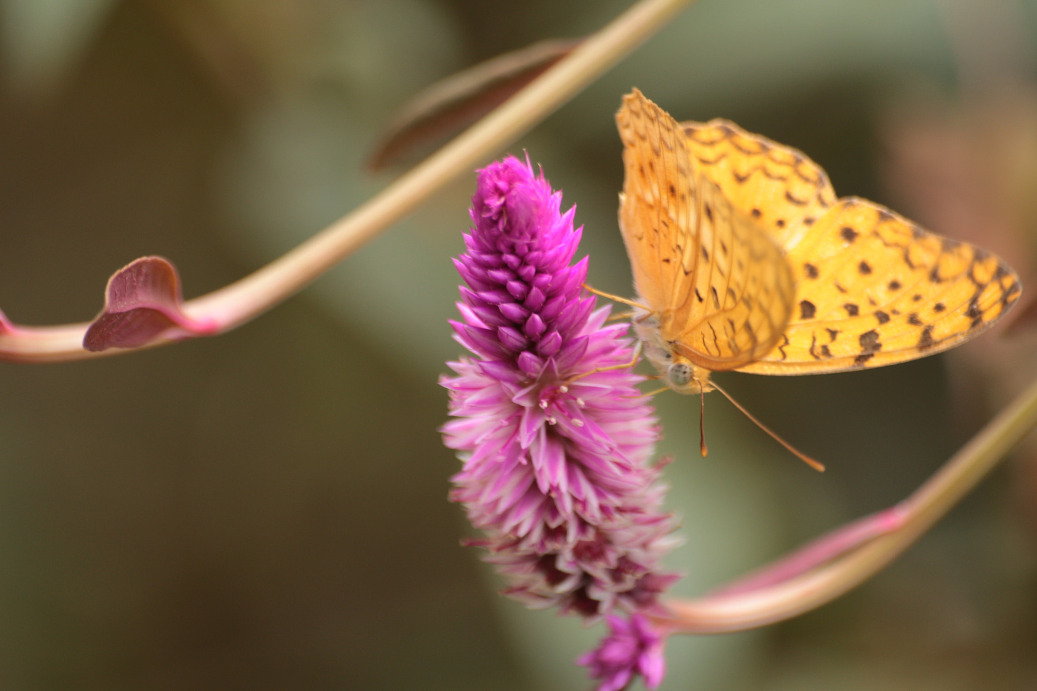 Canon EOS 700D (EOS Rebel T5i / EOS Kiss X7i) sample photo. Img photography