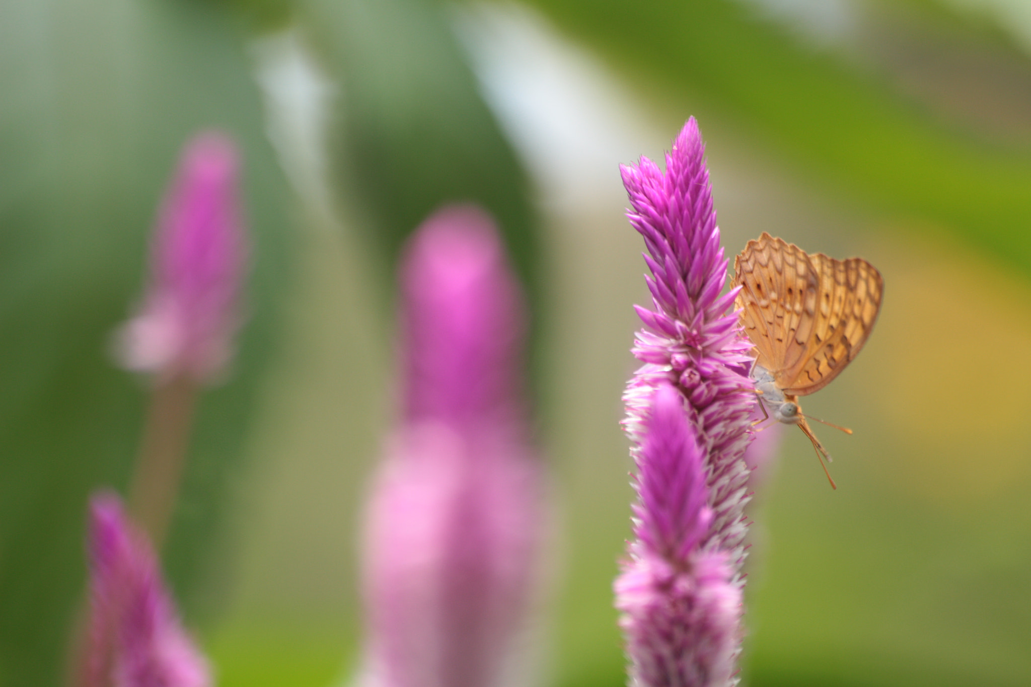Canon EOS 700D (EOS Rebel T5i / EOS Kiss X7i) sample photo. Img photography