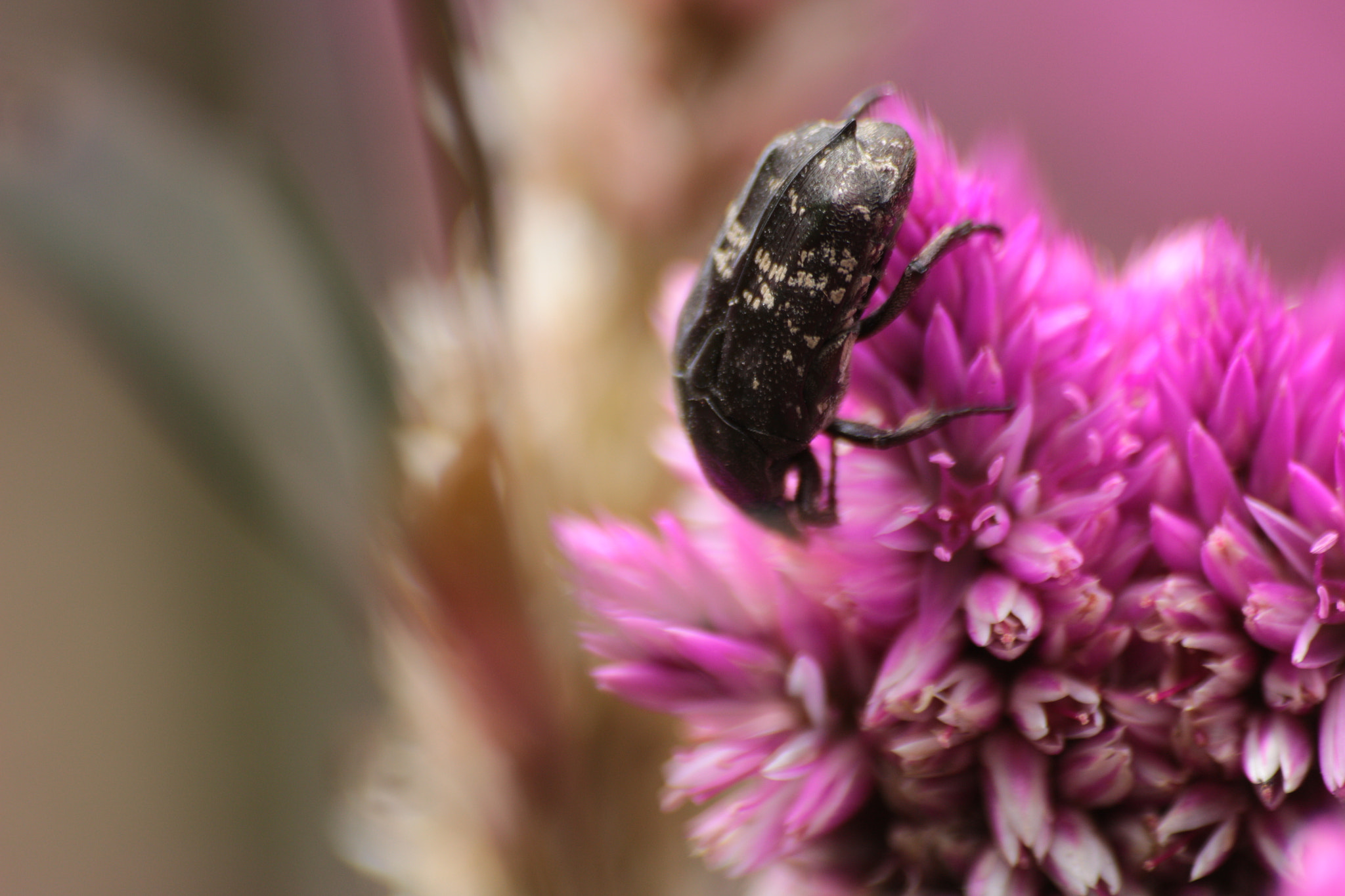 Canon EOS 700D (EOS Rebel T5i / EOS Kiss X7i) sample photo. Img photography