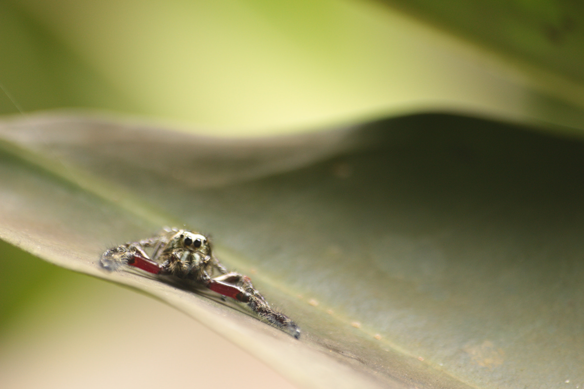 Canon EOS 700D (EOS Rebel T5i / EOS Kiss X7i) sample photo. Img photography