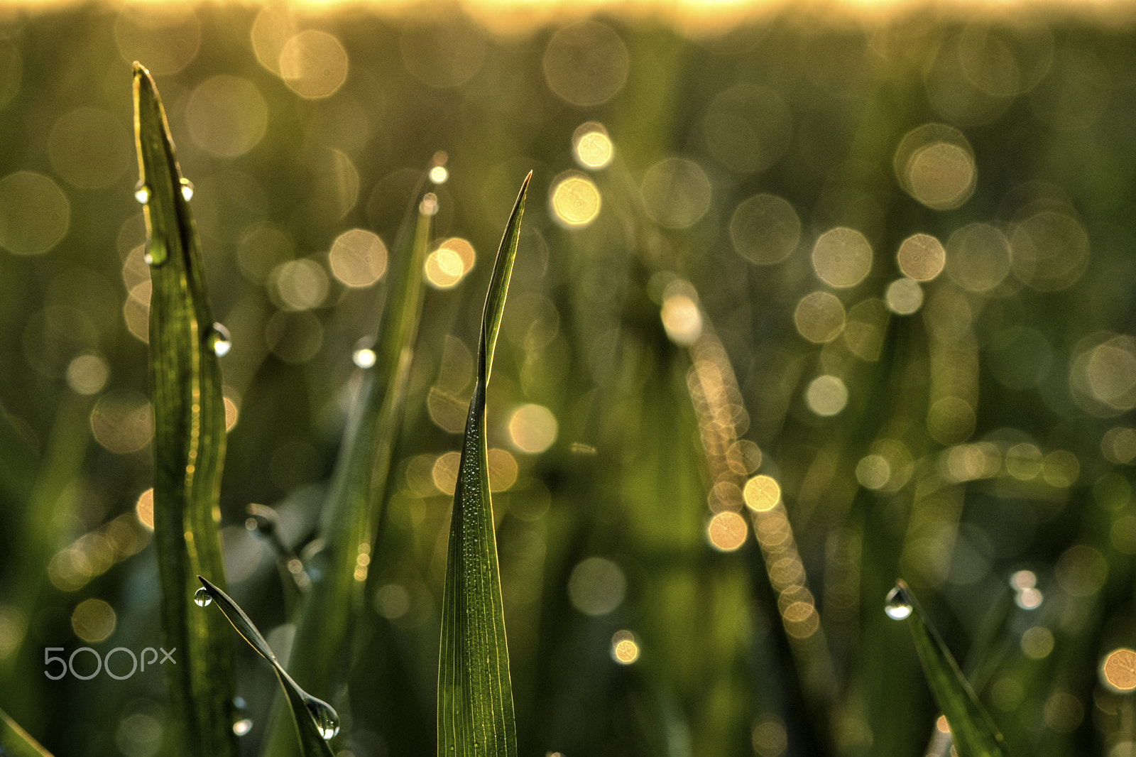 Fujifilm X-T2 + Fujifilm XF 60mm F2.4 R Macro sample photo. Dew in sunrise photography