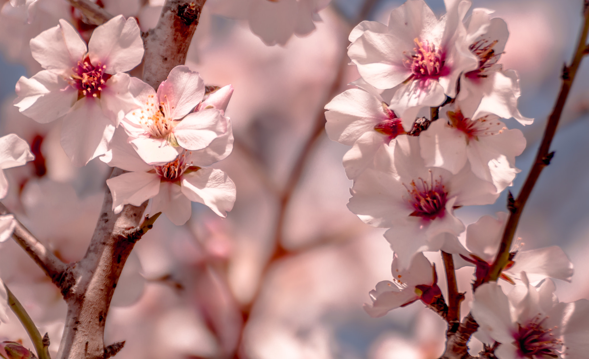 Tamron SP 35mm F1.8 Di VC USD sample photo. Flowering photography
