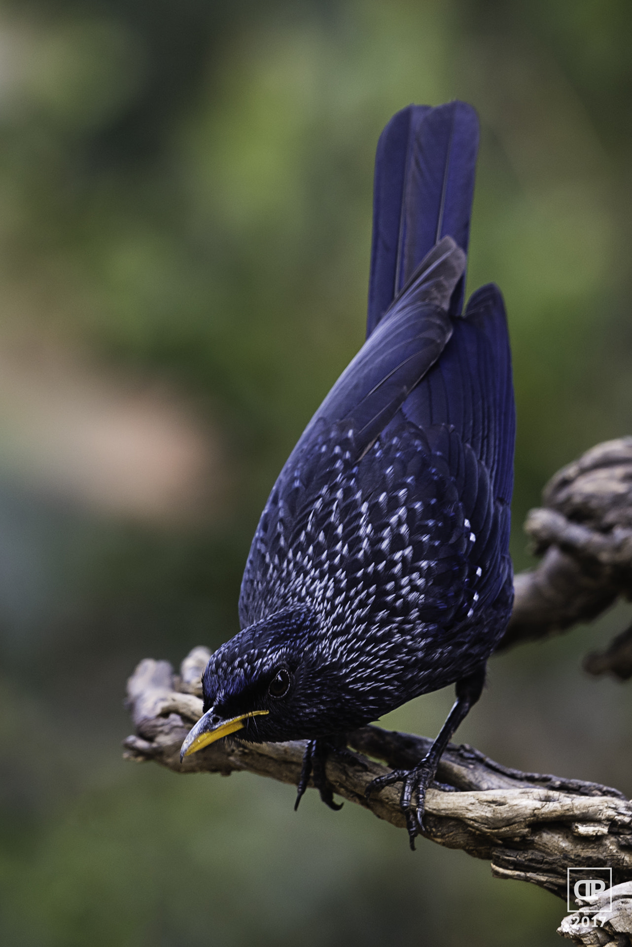 Nikon D750 + Nikon AF-S Nikkor 500mm F4G ED VR sample photo. Blue whistling thrush photography