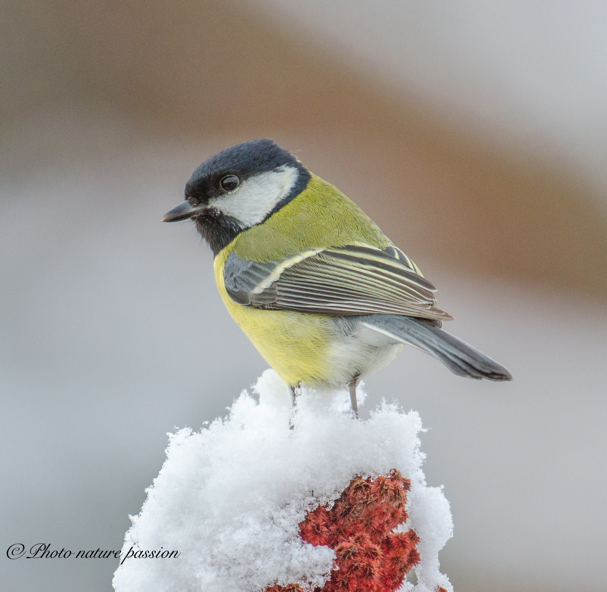 Nikon AF-S Nikkor 200-500mm F5.6E ED VR sample photo. Great teat on snow photography