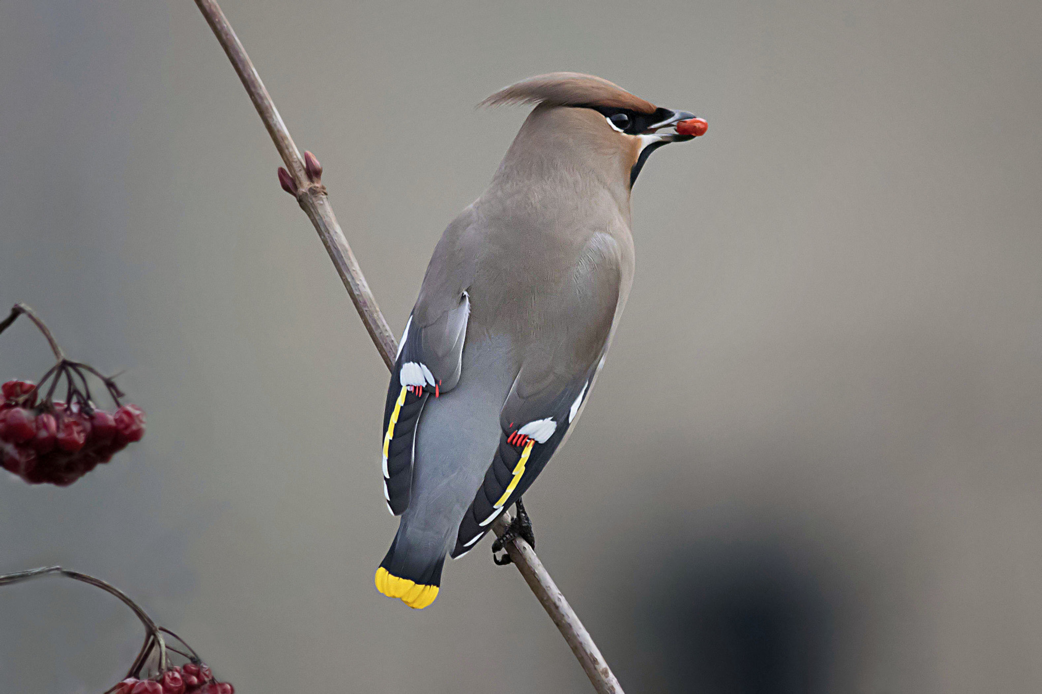 Canon EF 400mm F5.6L USM sample photo. Bohemian waxwing photography