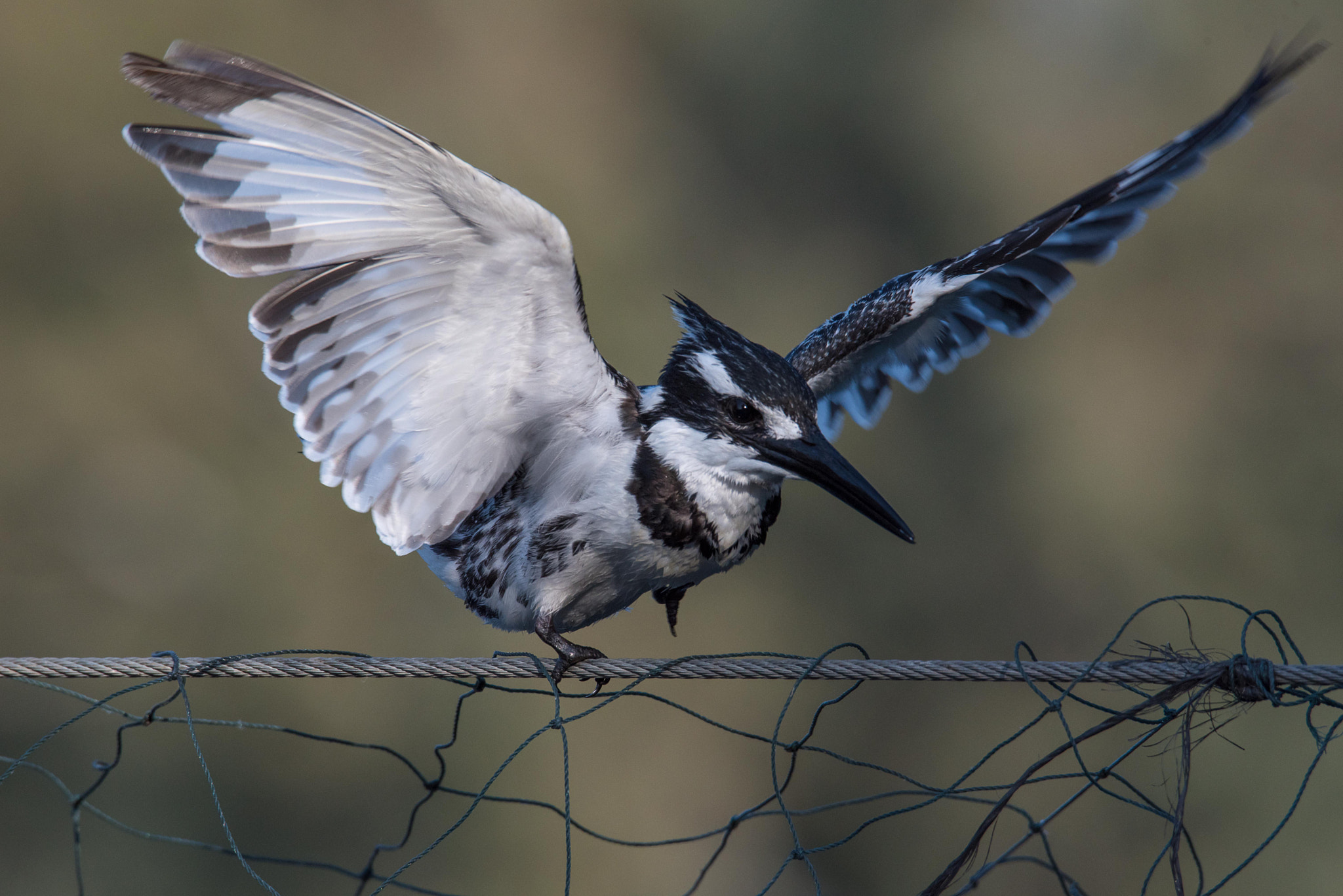 Nikon D750 + Sigma 50mm F2.8 EX DG Macro sample photo. Don`t fly photography