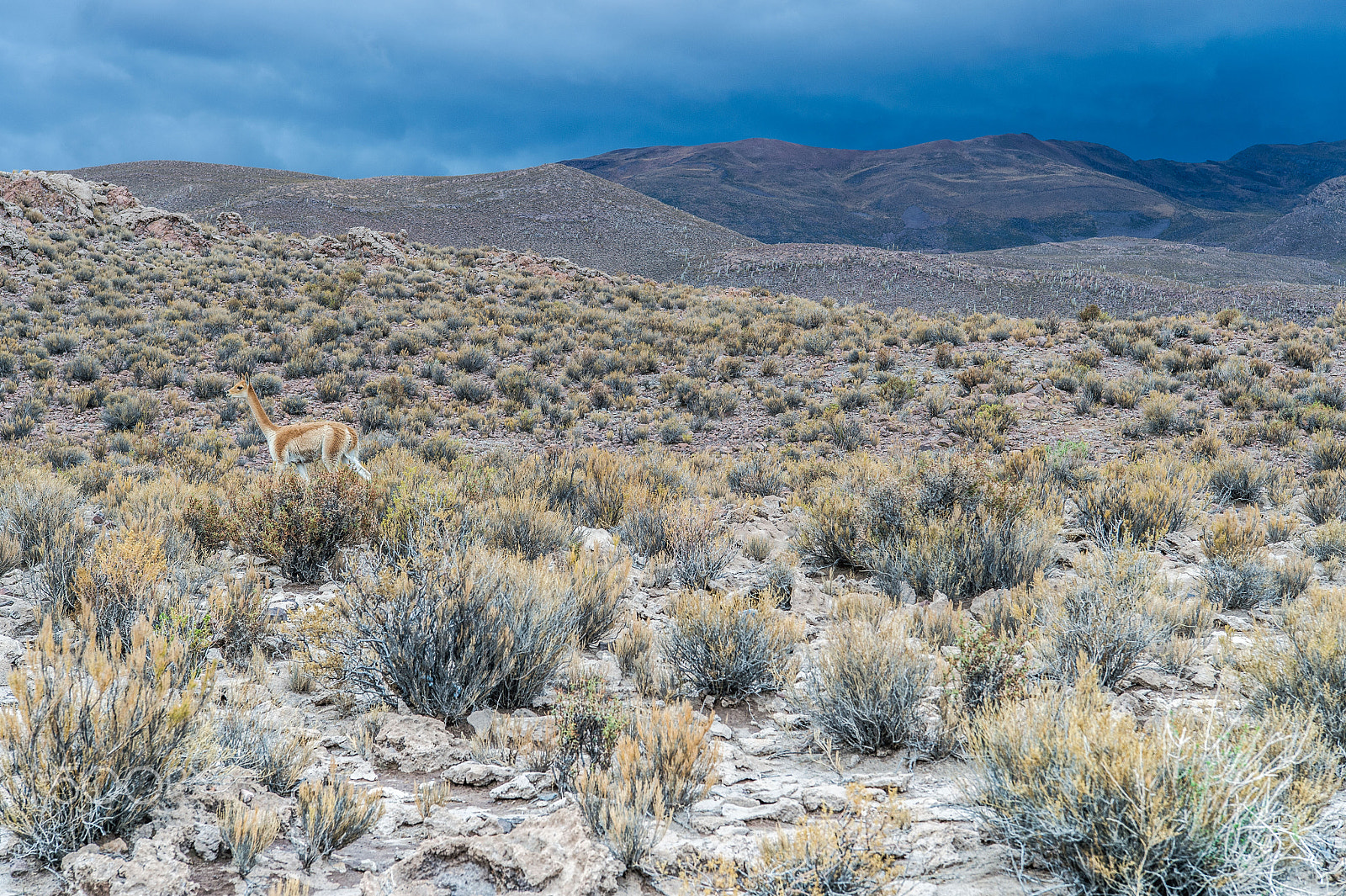 Nikon AF-S Nikkor 24-70mm F2.8E ED VR sample photo. Bolivian highlands photography