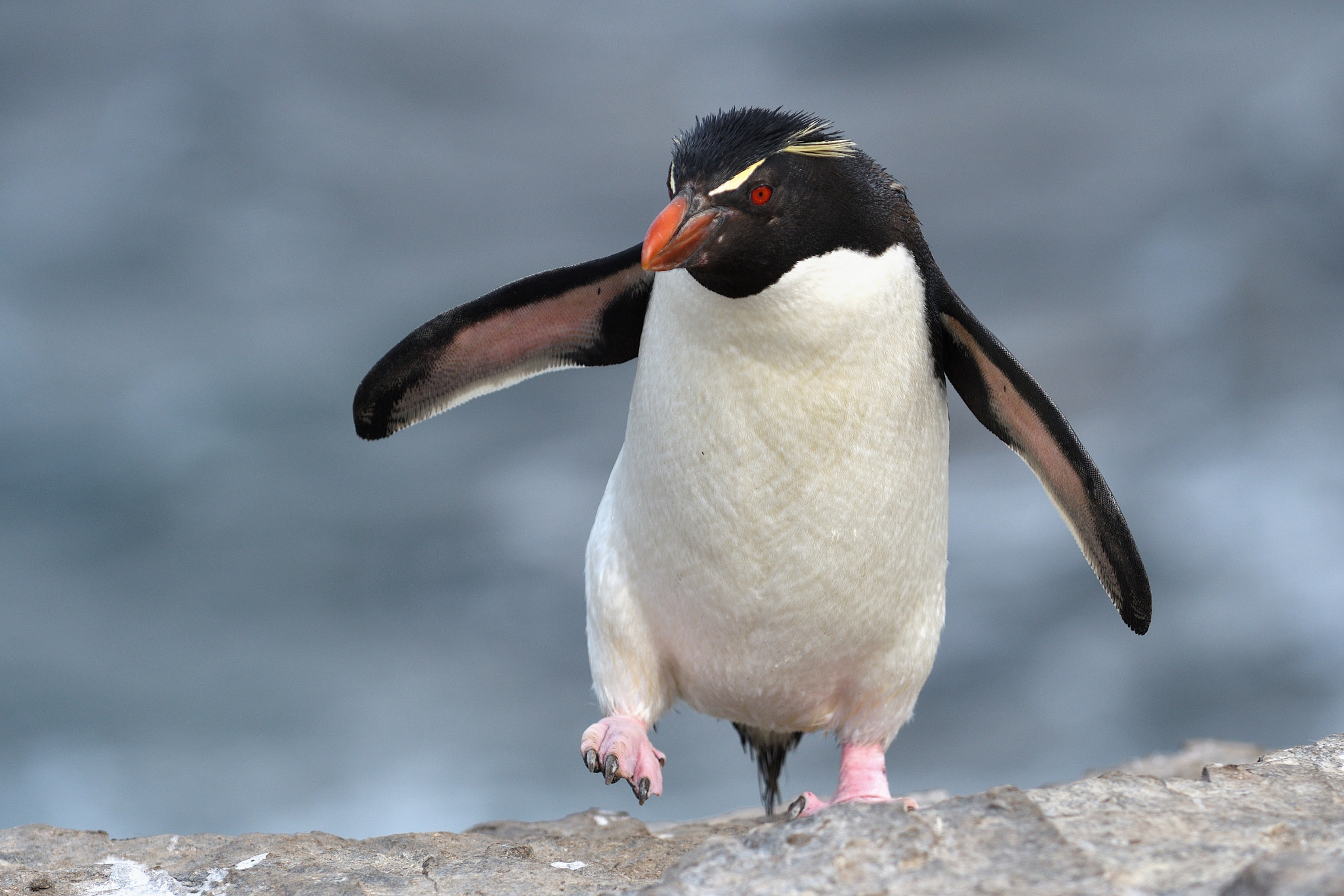 Nikon D500 sample photo. Rockhopper photography