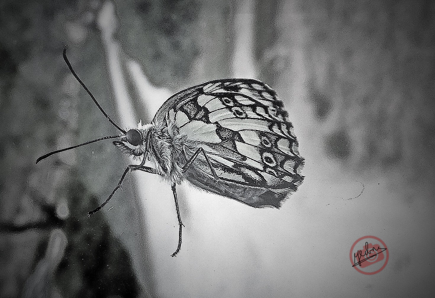 Fujifilm FinePix F550EXR sample photo. A butterfly on the glass photography