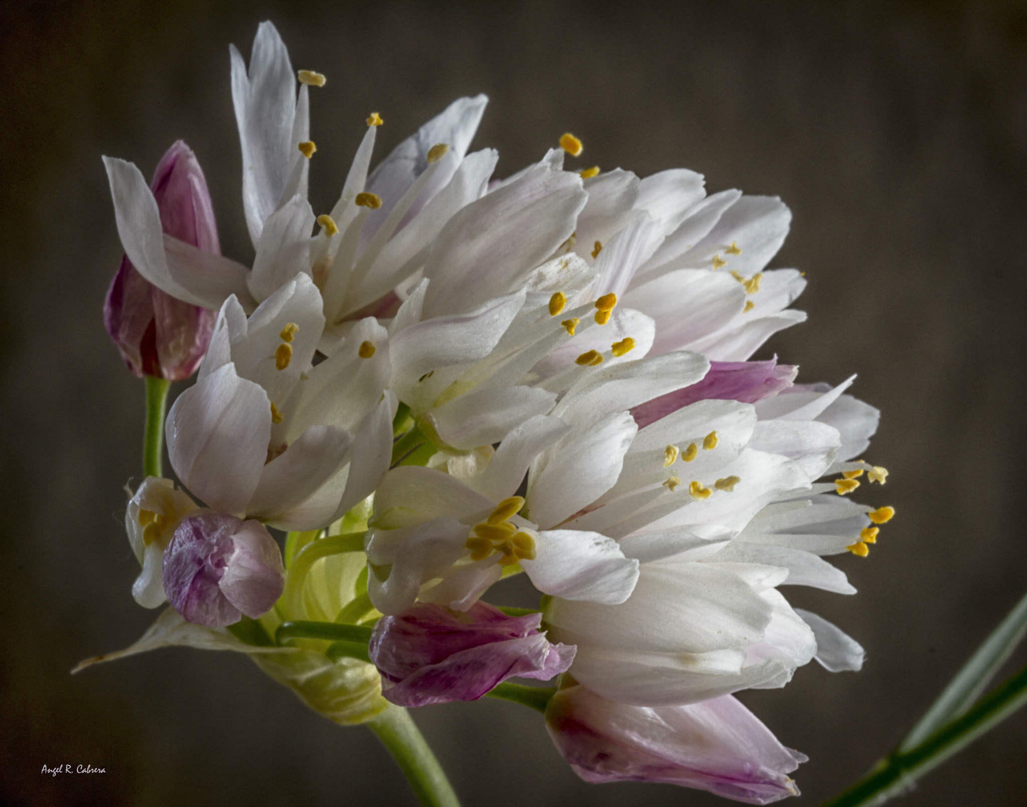 Sigma 150mm f/2.8 EX DG OS HSM APO Macro sample photo. Macro photography
