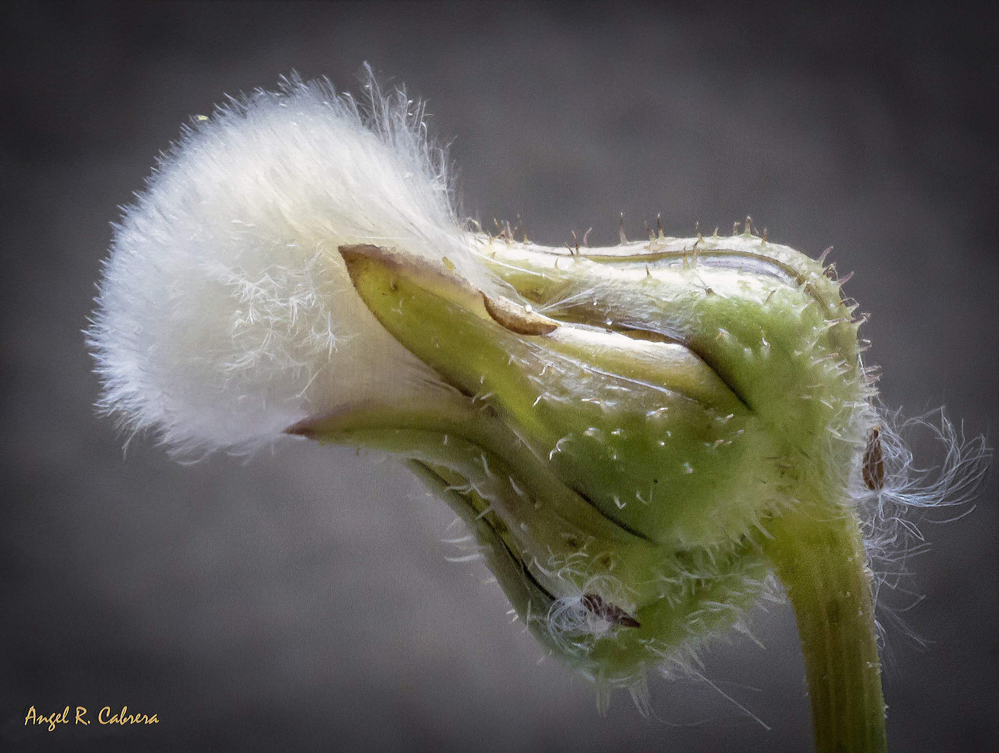 Sigma 150mm f/2.8 EX DG OS HSM APO Macro sample photo. Macro photography