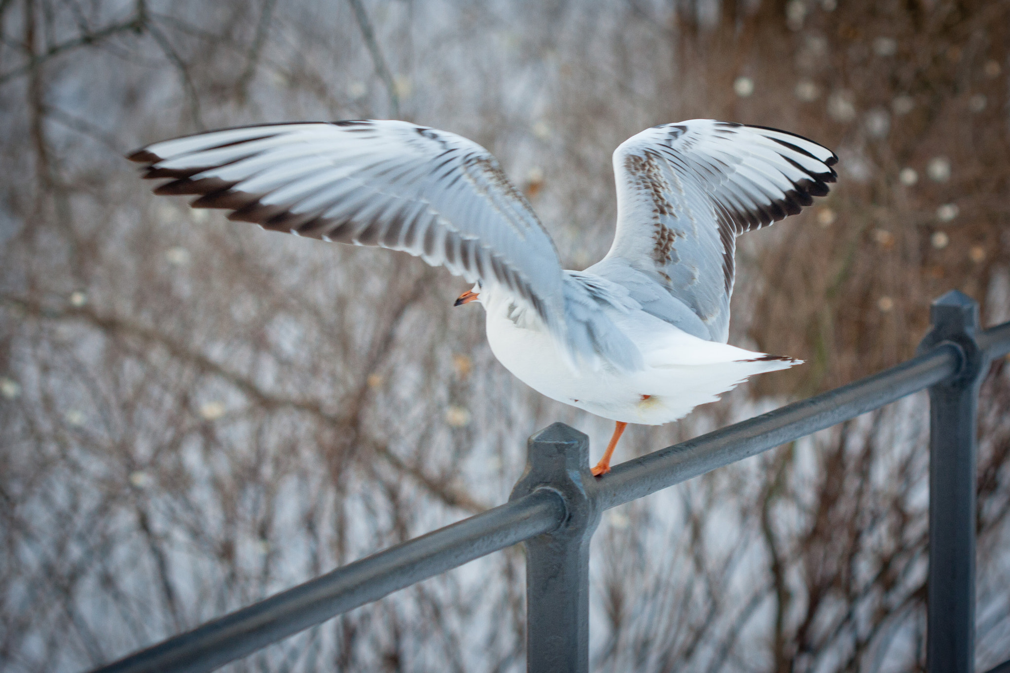 Canon EF 100mm F2.8 Macro USM sample photo. Gull photography