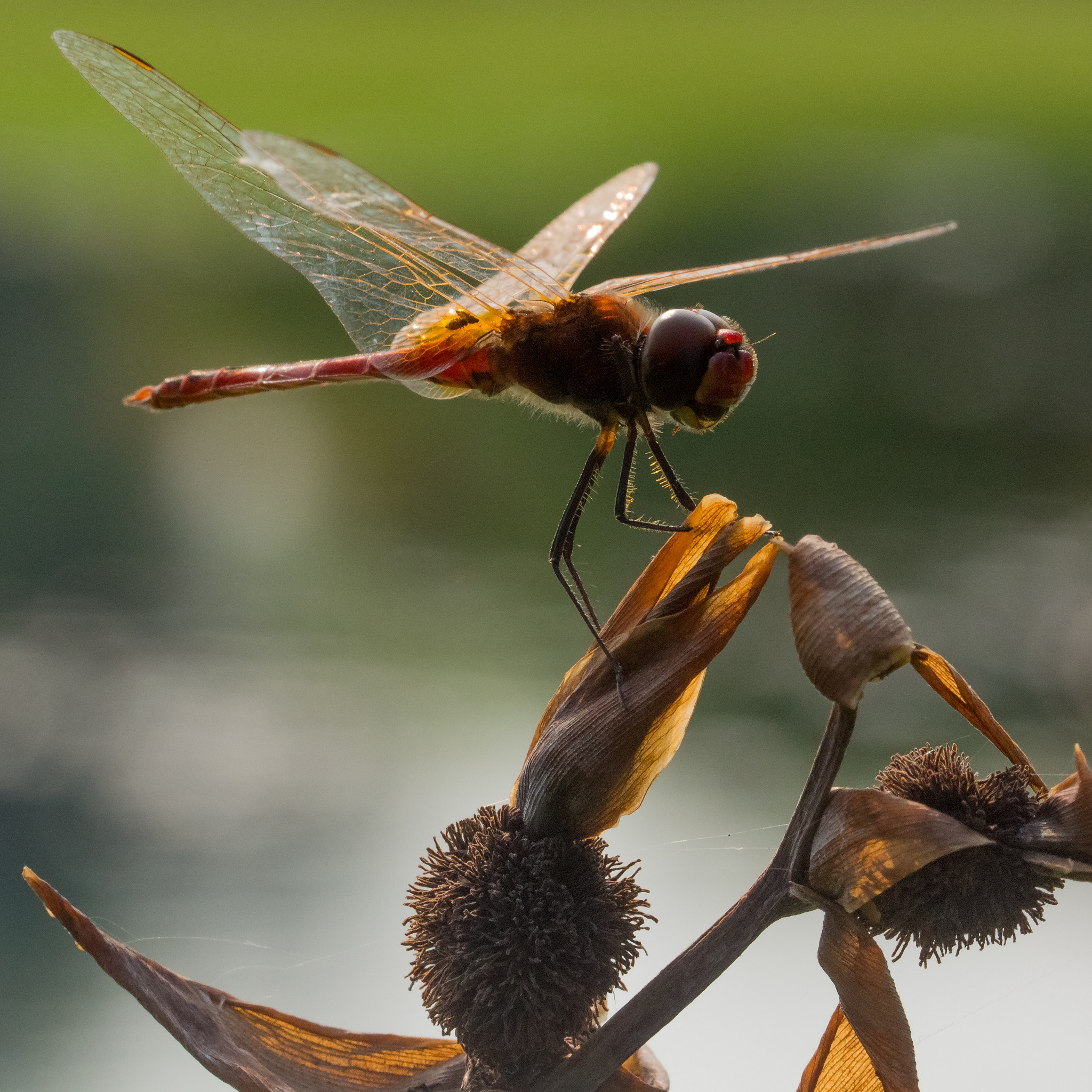 Canon EF 100mm F2.8L Macro IS USM sample photo. Macrodiplax cora dragonfly photography