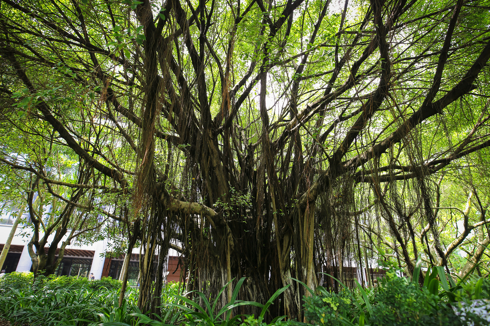 Sigma 20mm F1.4 DG HSM Art sample photo. Old tree photography