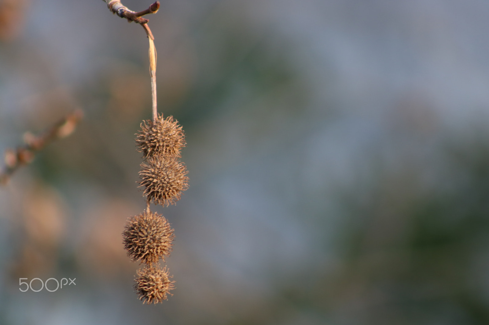 Canon EOS 750D (EOS Rebel T6i / EOS Kiss X8i) + EF75-300mm f/4-5.6 sample photo. Img photography