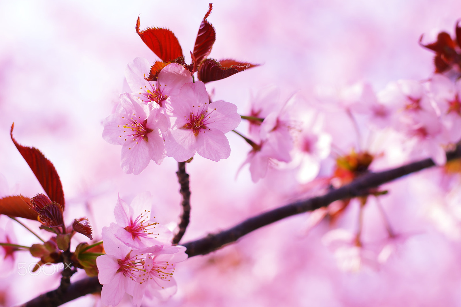 Pentax smc DA* 55mm F1.4 SDM sample photo. Girly pink photography