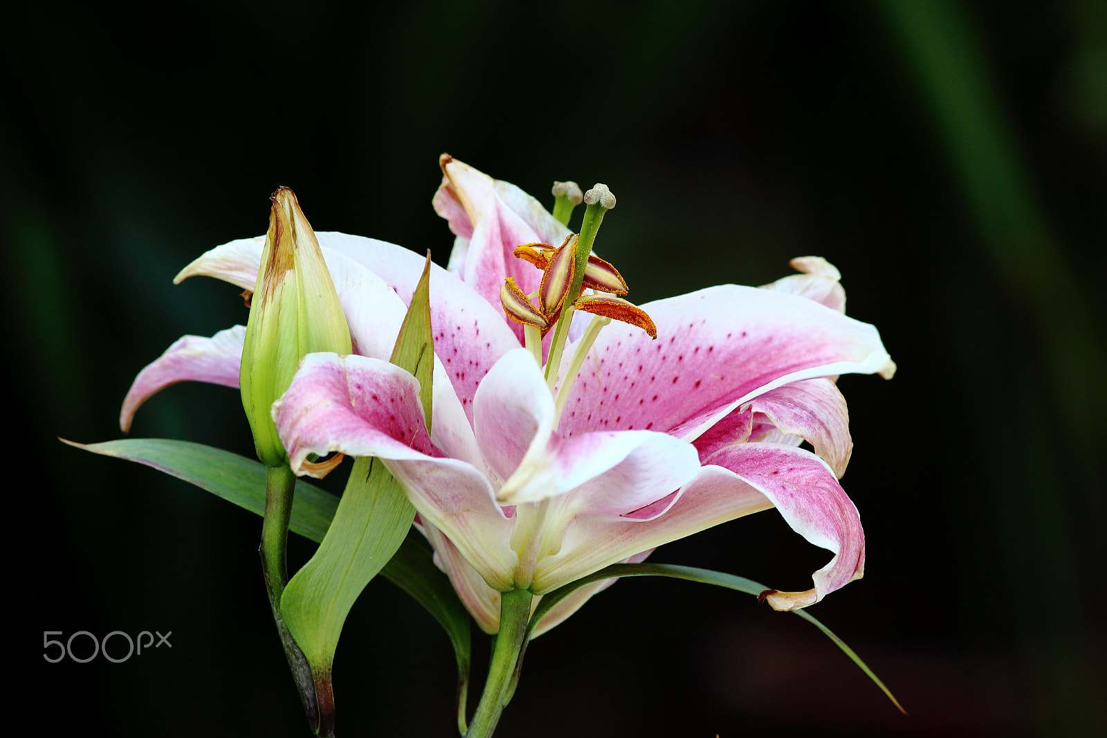 Canon EF 300mm F4L IS USM sample photo. 百合花 photography