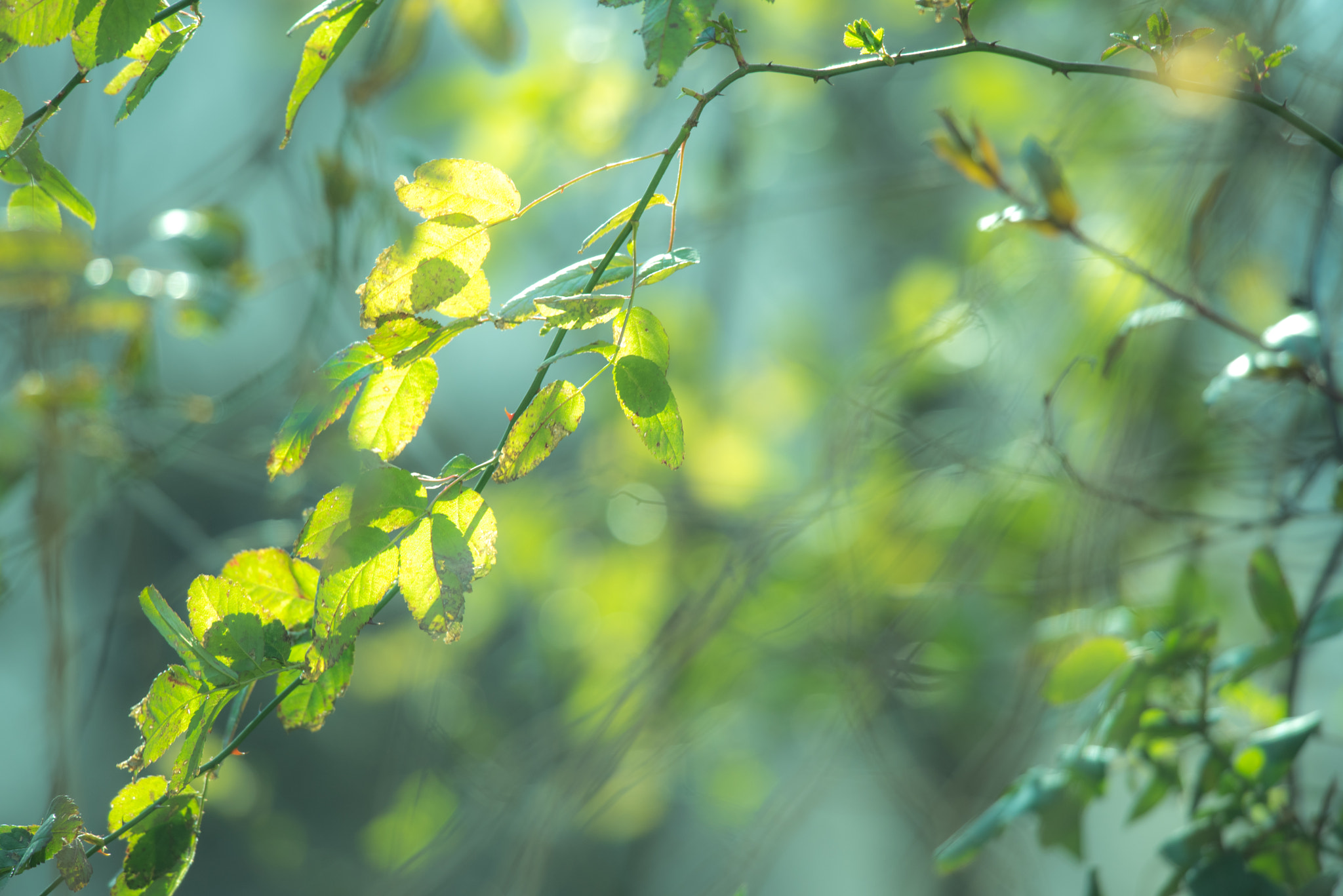Nikon Nikkor AF-S 300mm F4E PF ED VR sample photo. Green photography