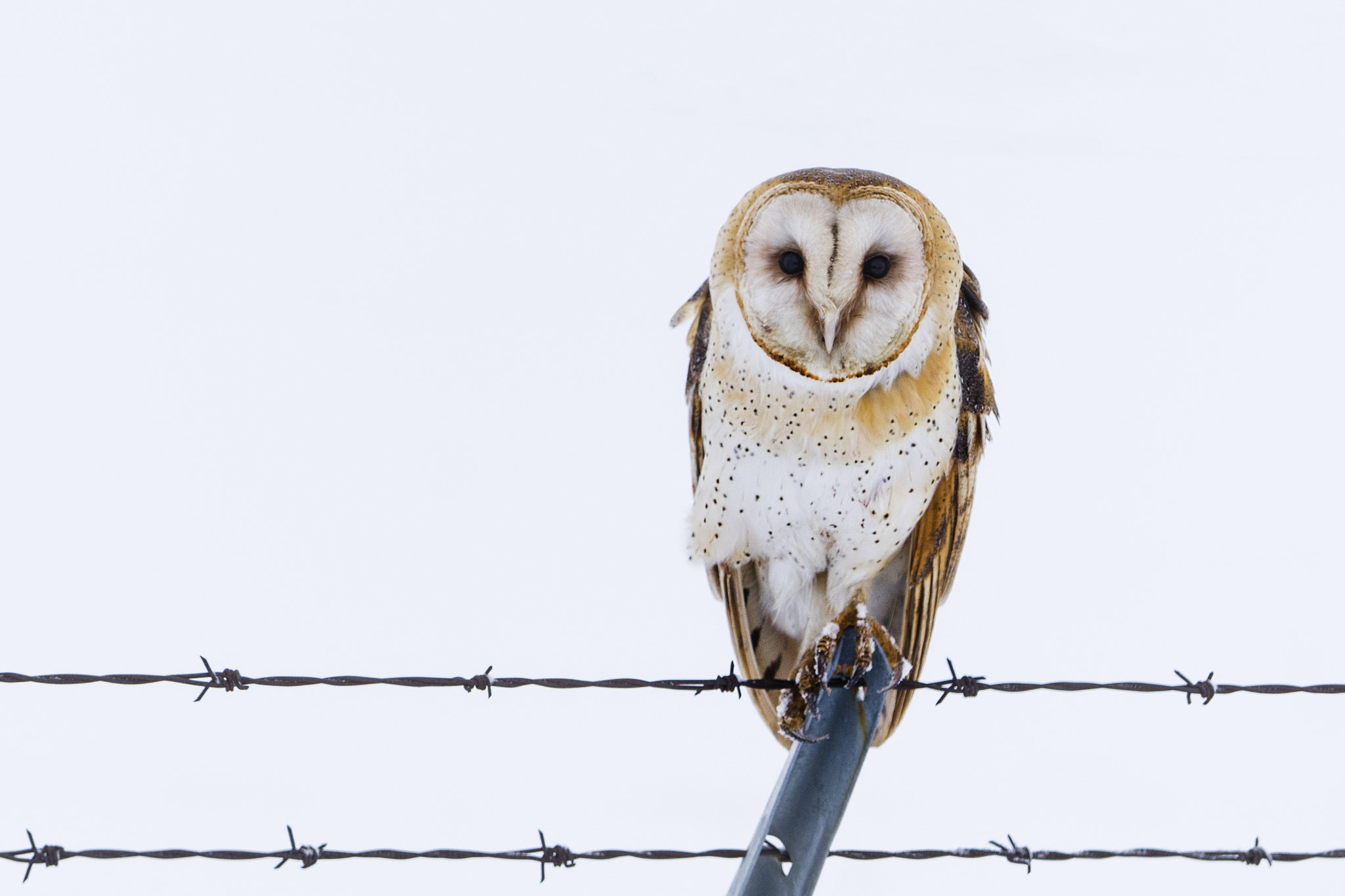 Sony a7R + Sony FE 70-200mm F4 G OSS sample photo. Graceful photography