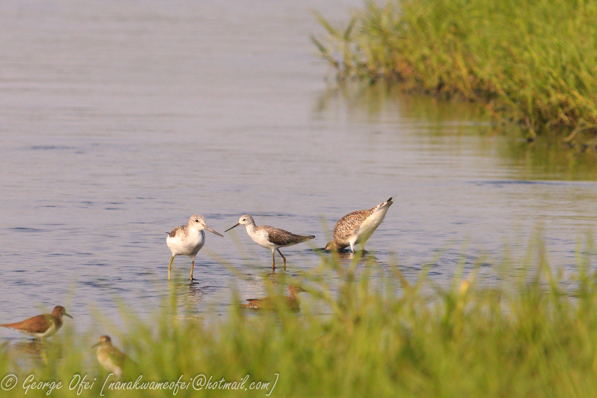 Canon EF 70-200mm F2.8L USM sample photo. Waders photography