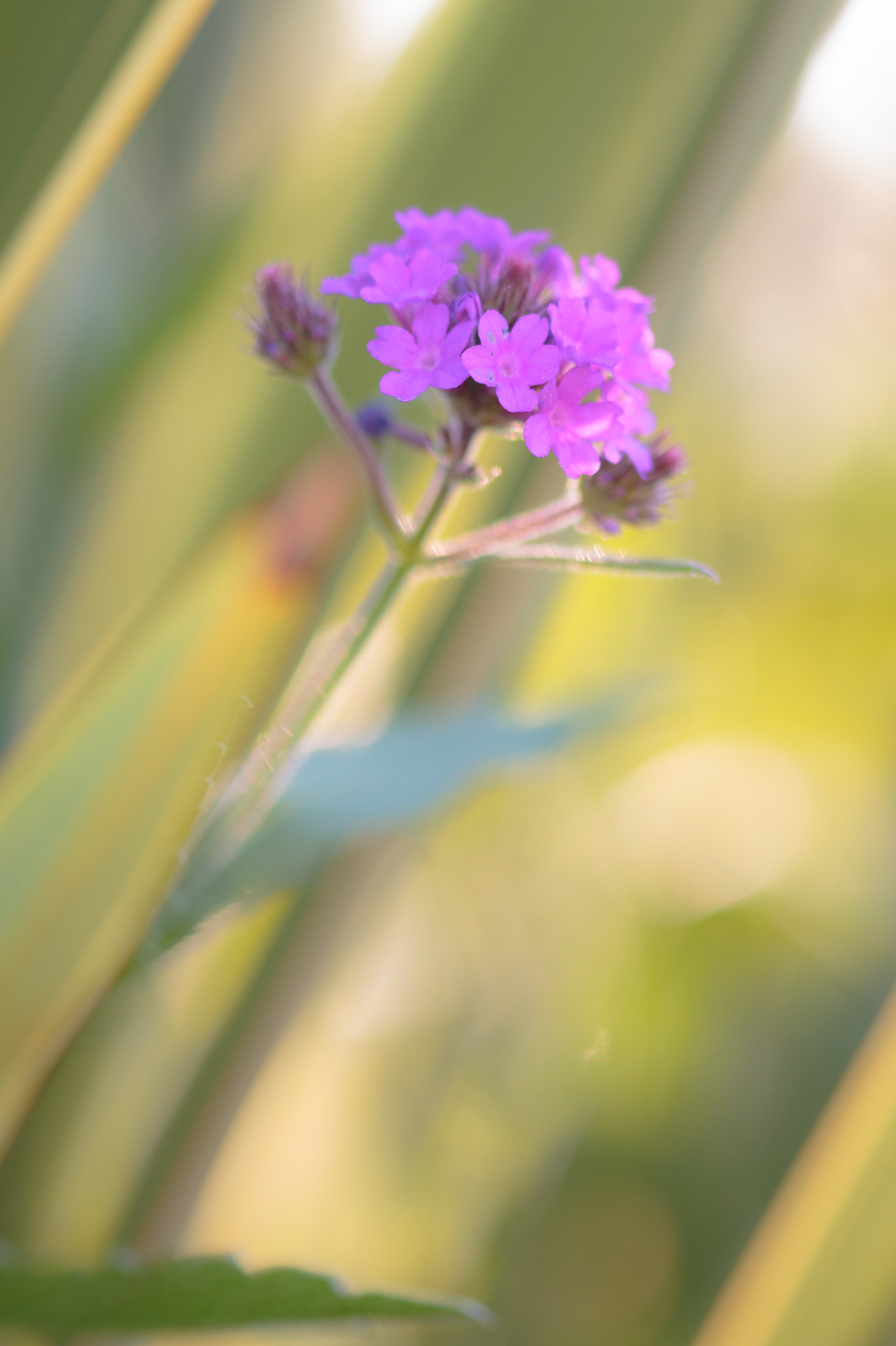 Sigma 105mm F2.8 EX DG OS HSM sample photo. Nature  photography