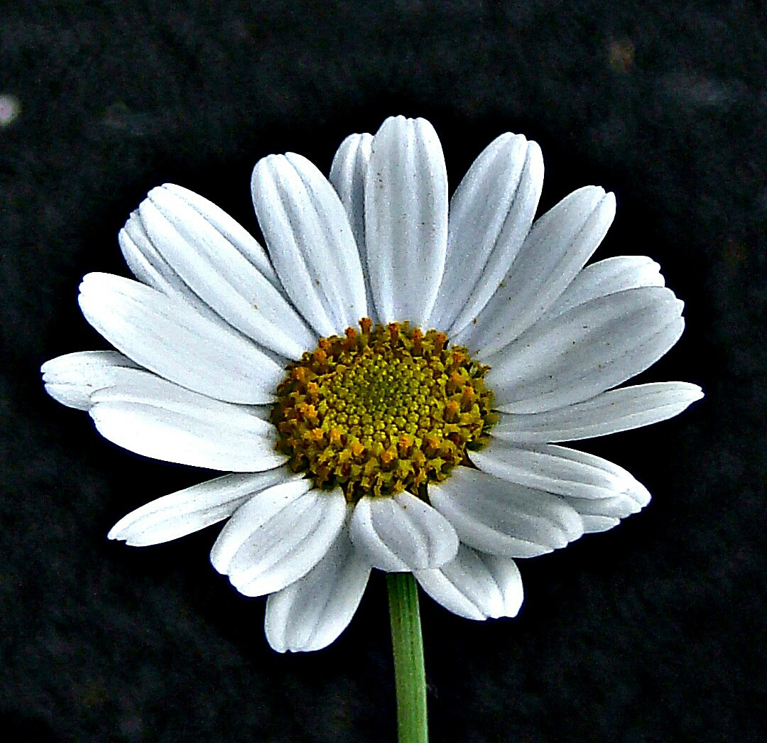 Sony DSC-T200 sample photo. Flower  photography