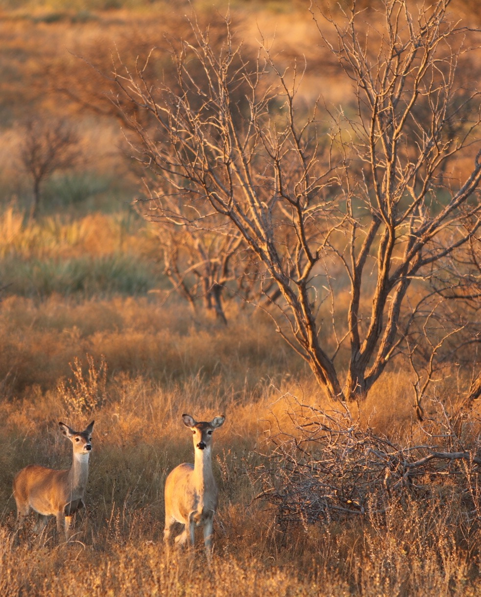 Canon EF 70-200mm F2.8L IS USM sample photo