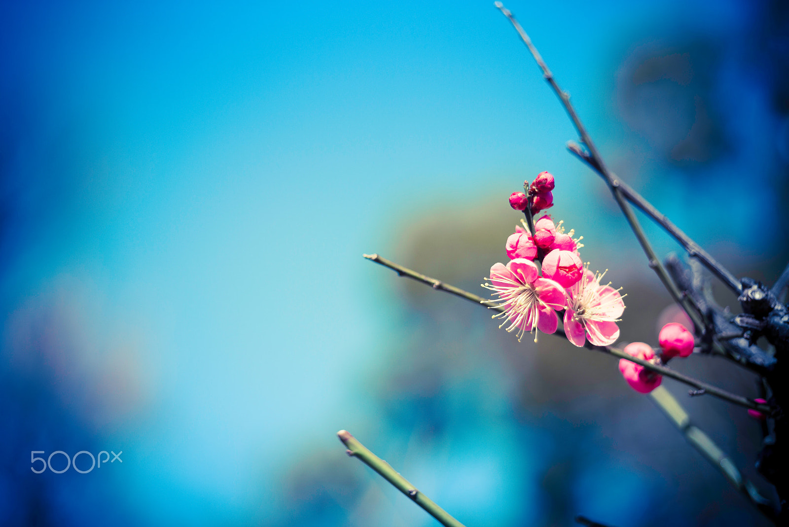 Summicron 1:2/50 Leitz sample photo. Ribbons in the sky photography