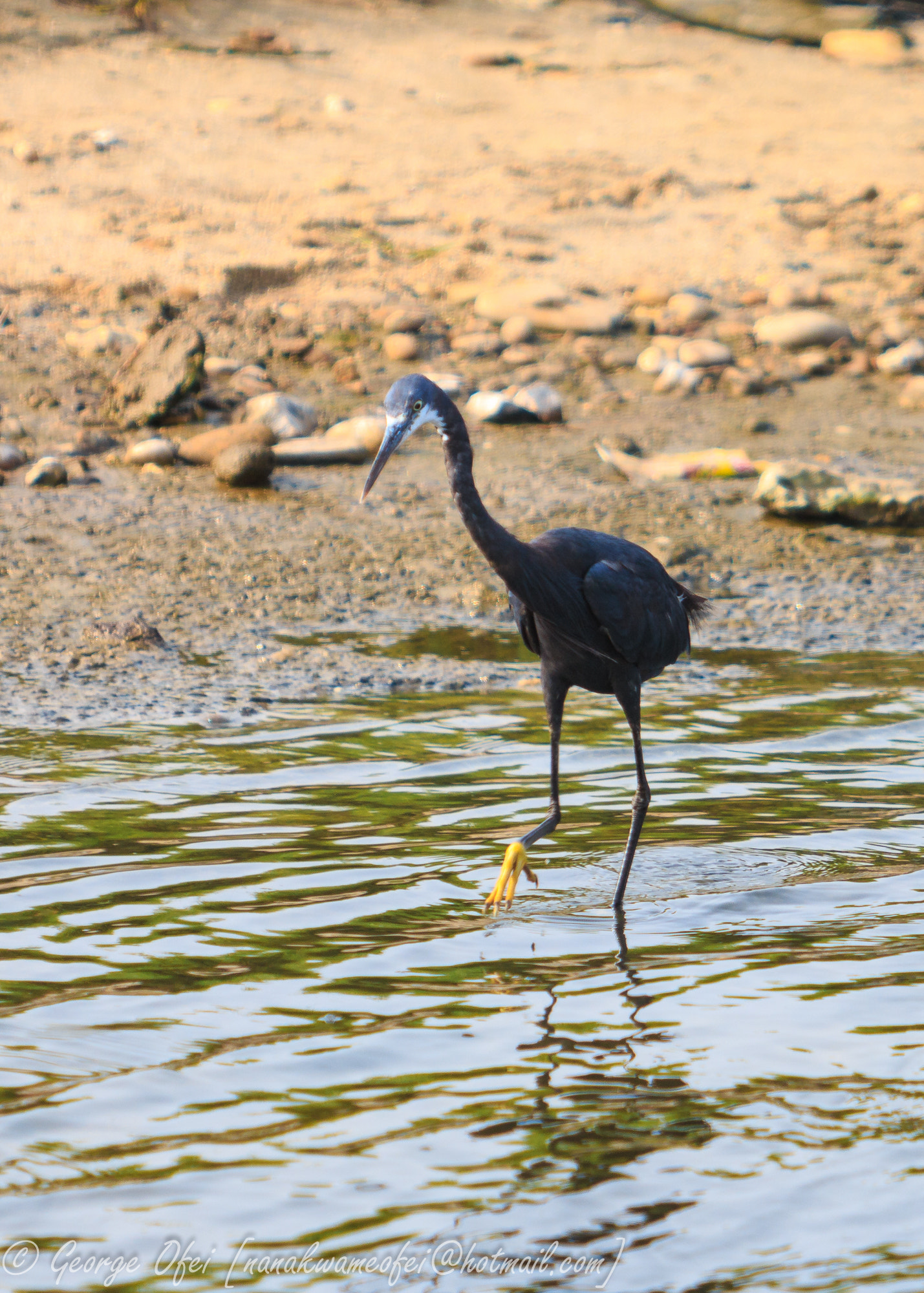 Canon EF 70-200mm F2.8L USM sample photo. Western reef egret photography