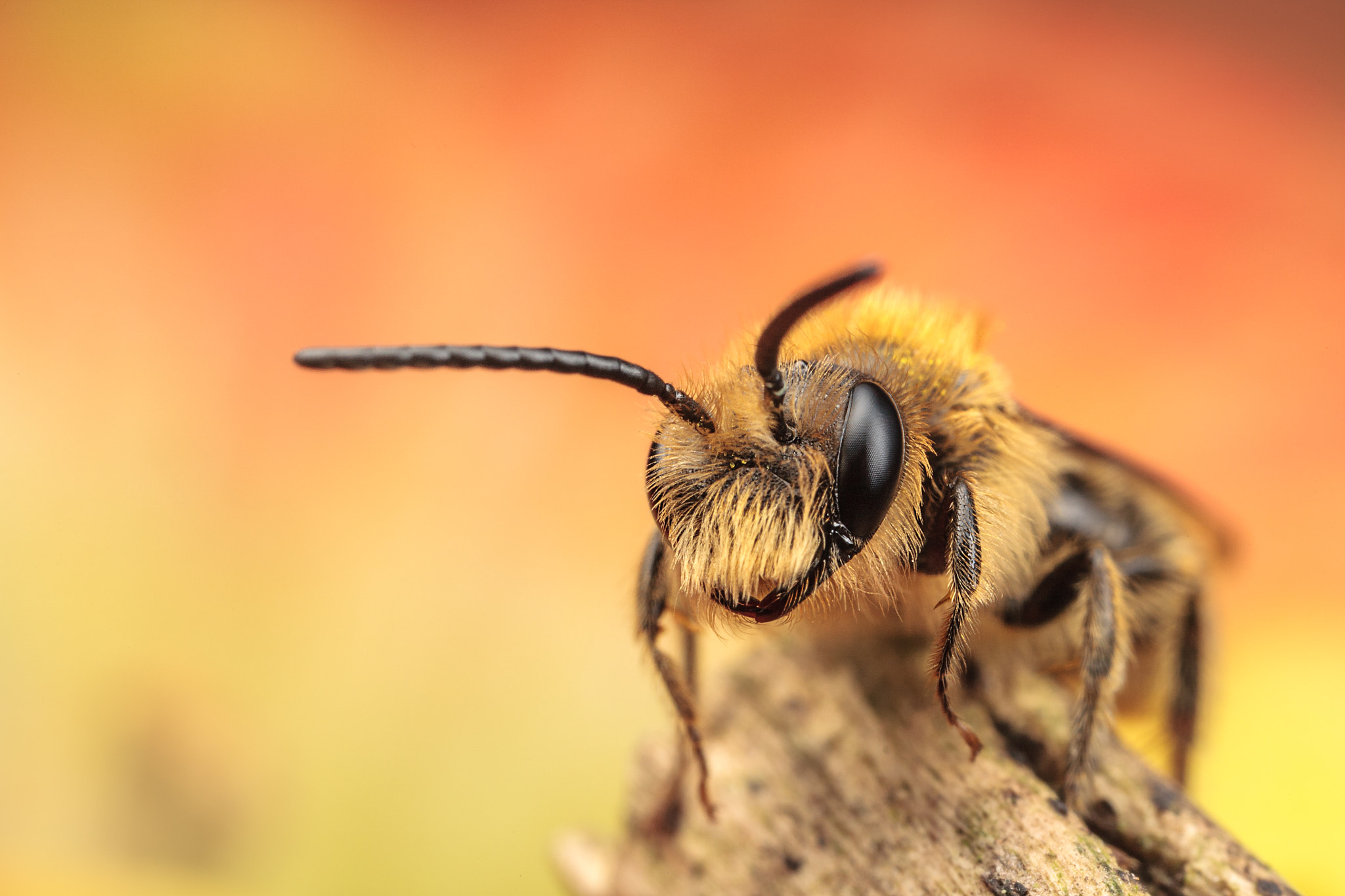 Canon MP-E 65mm F2.5 1-5x Macro Photo sample photo. Solitary bee photography