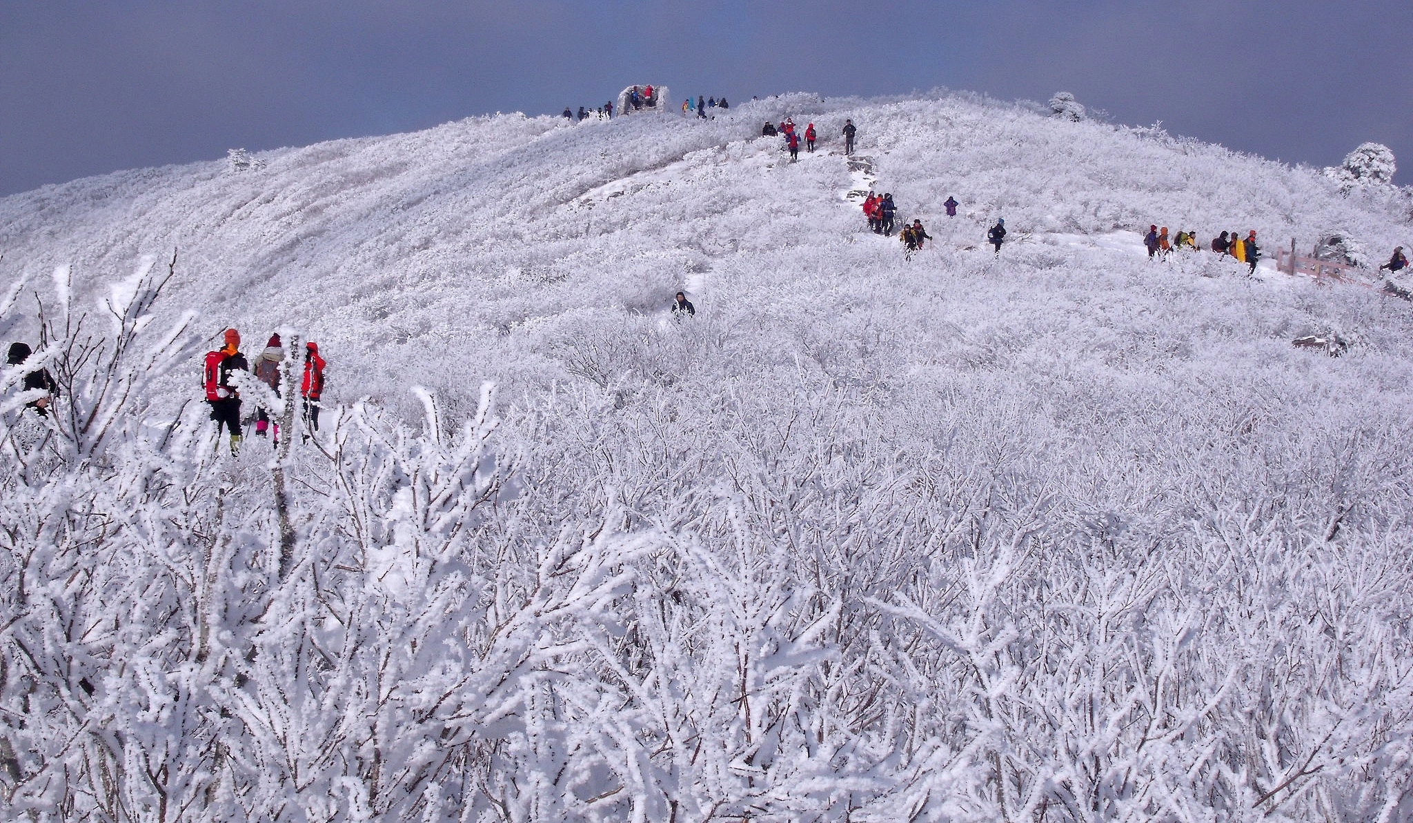 Fujifilm FinePix J110W sample photo. Hoarfrost photography