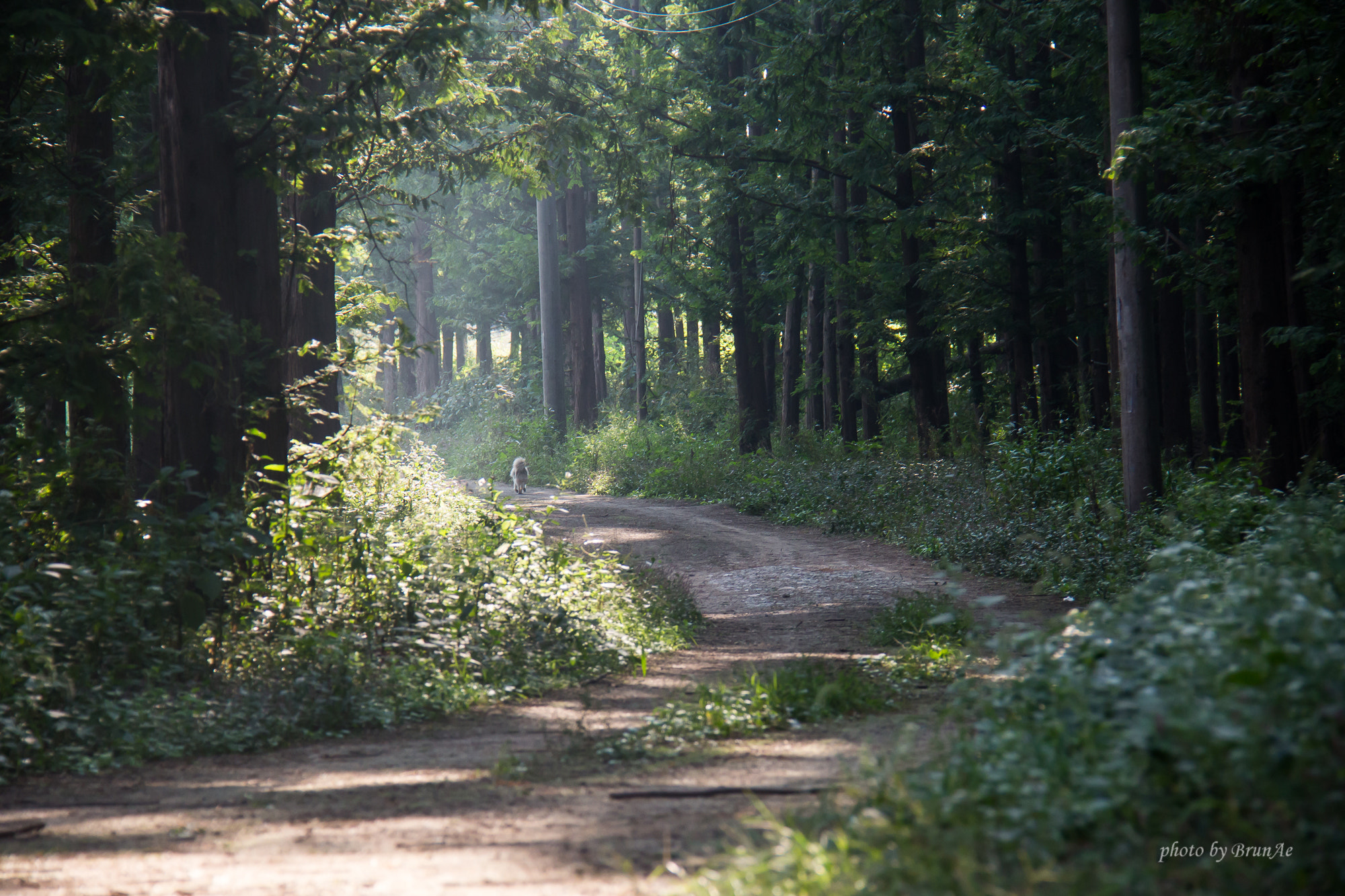 Canon EF-S 18-200mm F3.5-5.6 IS sample photo. Forest photography