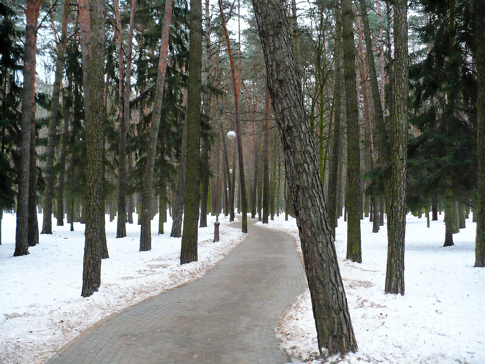 Panasonic DMC-LZ7 sample photo. Alley in the park in winter photography