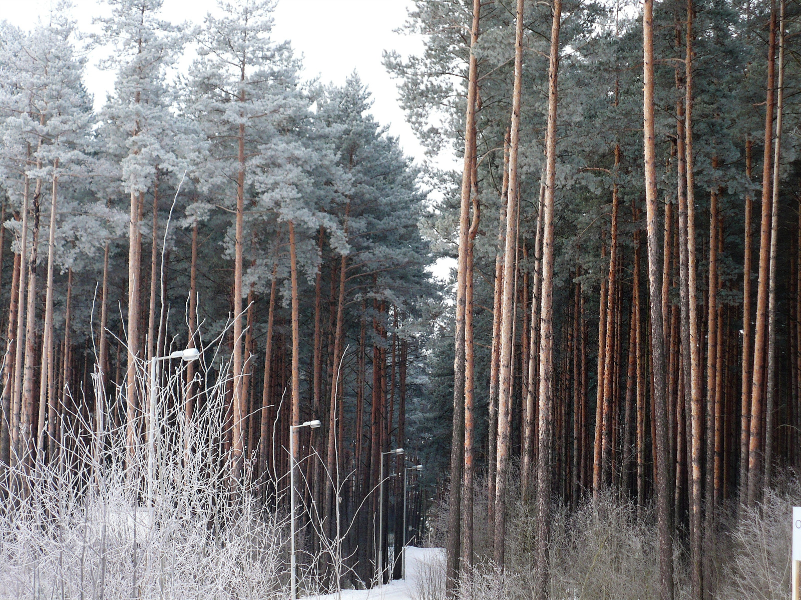 Panasonic DMC-LZ7 sample photo. Walkway in the pine forest photography