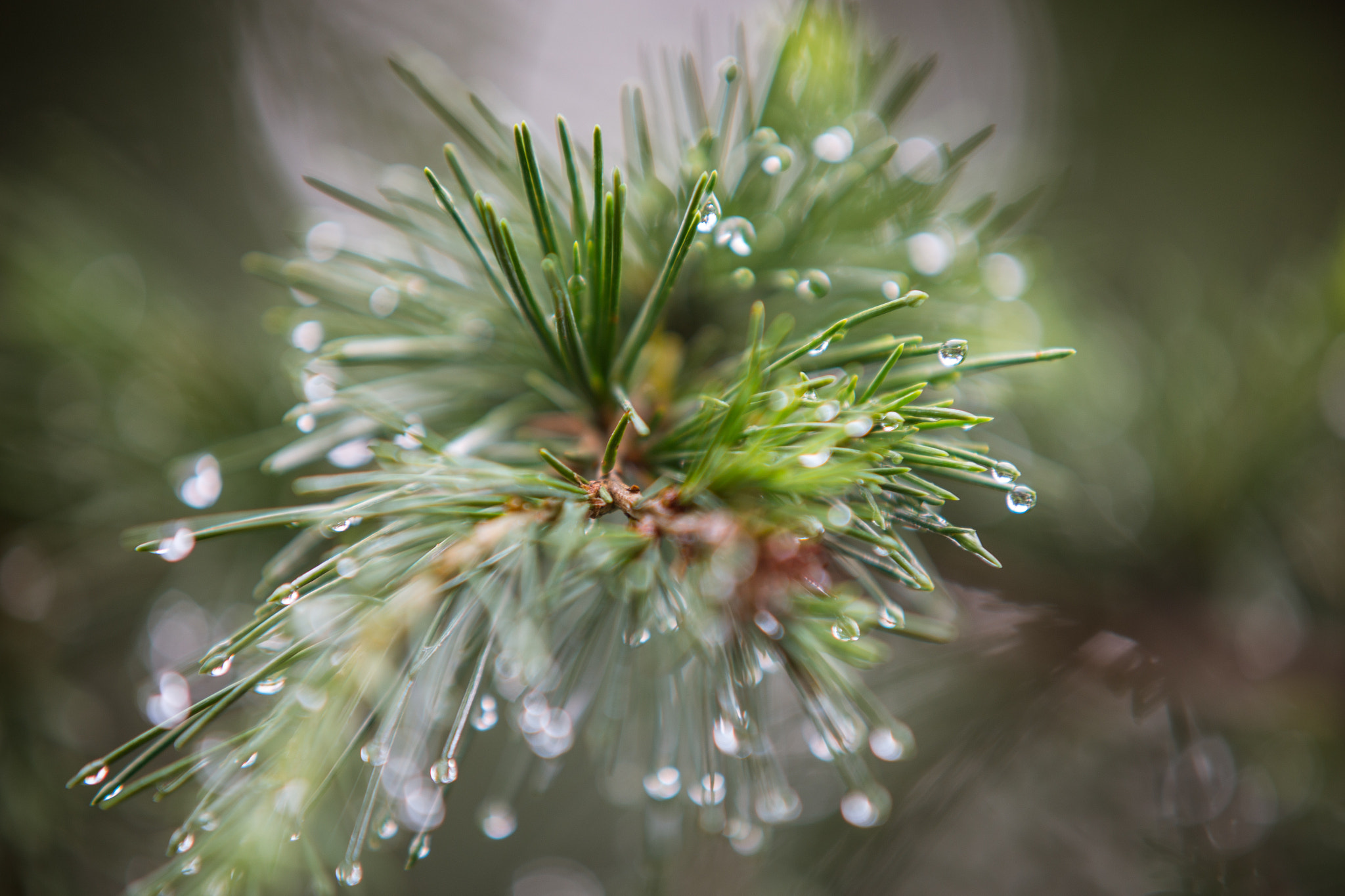 Sigma 70-200mm F2.8 EX DG OS HSM sample photo. Pine dew photography