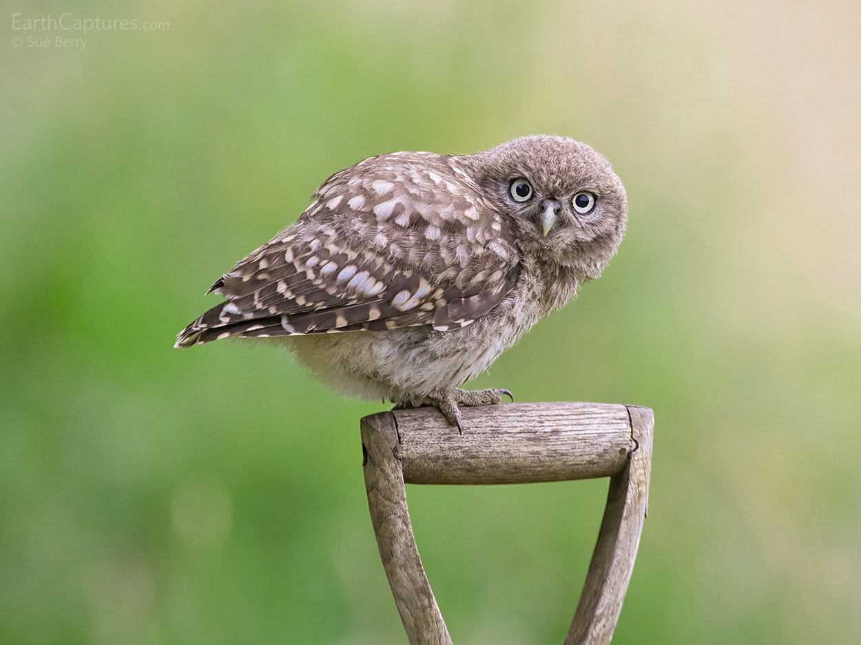 Canon EF 300mm F2.8L IS USM sample photo. Young little owl photography