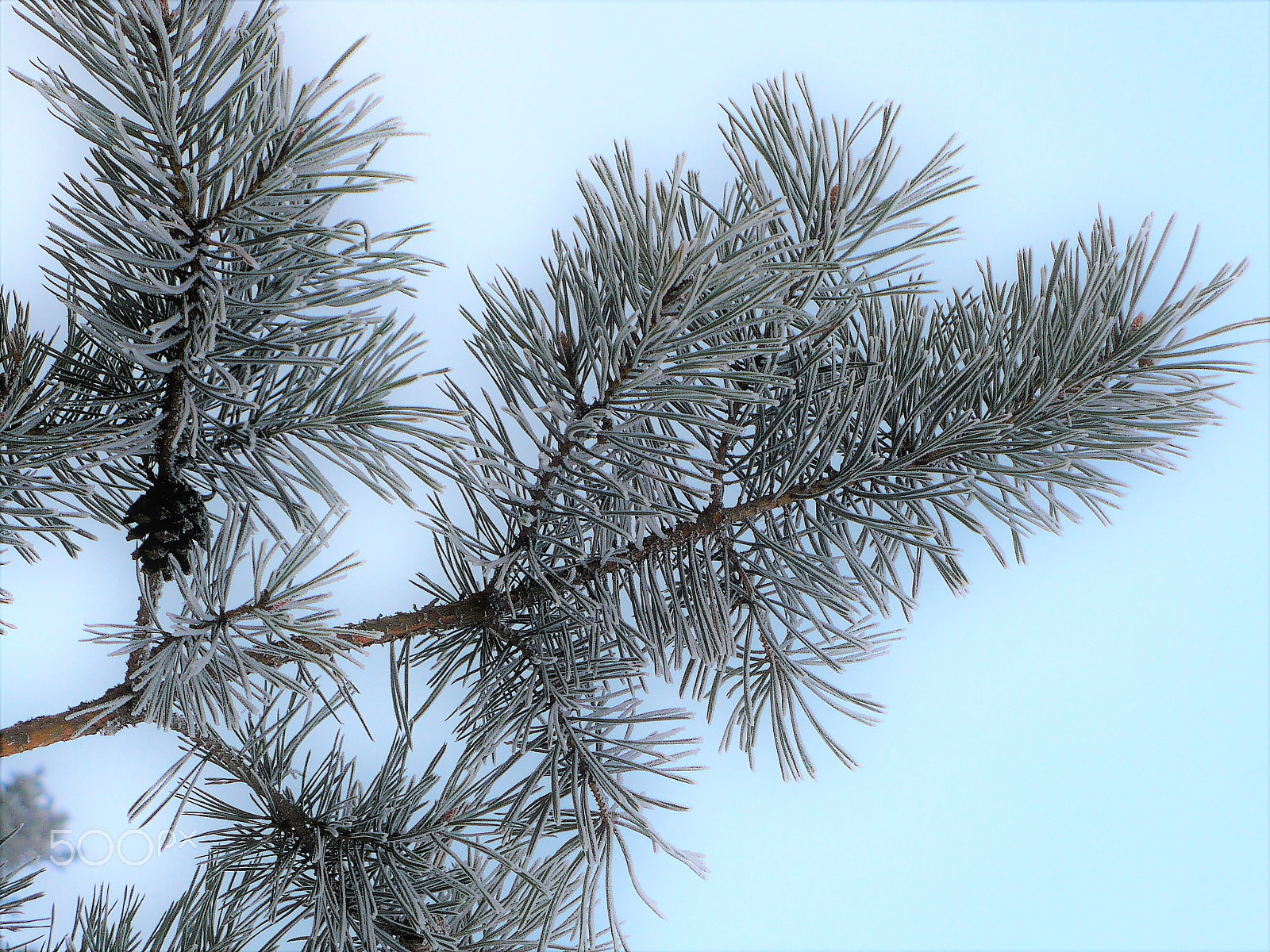 Panasonic DMC-LZ7 sample photo. Pine branch with cone photography