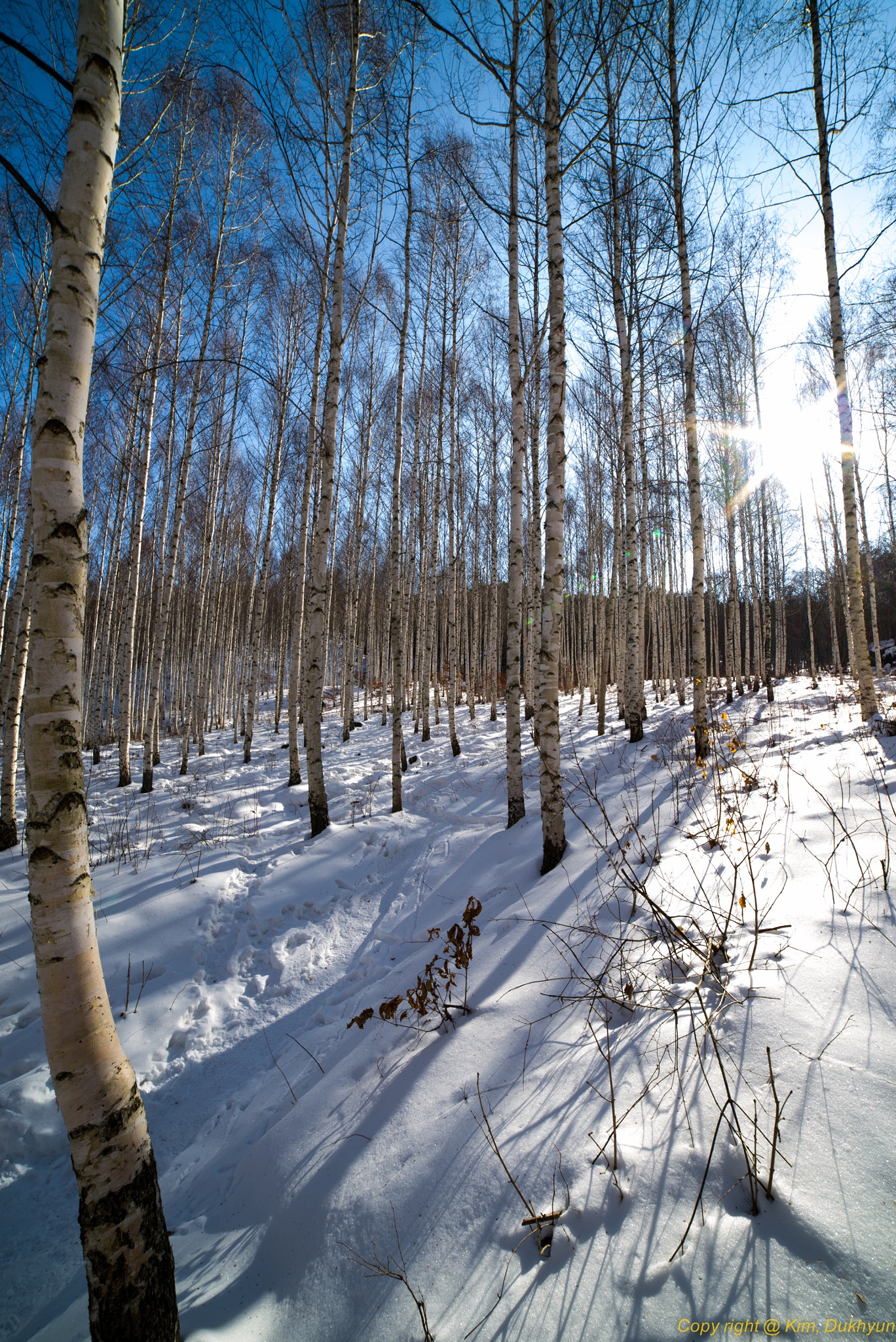 Pentax K-1 sample photo. Trees photography