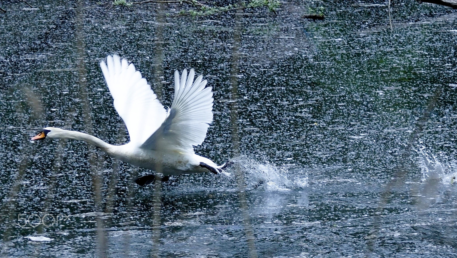 Sony DT 55-300mm F4.5-5.6 SAM sample photo. Running swan photography