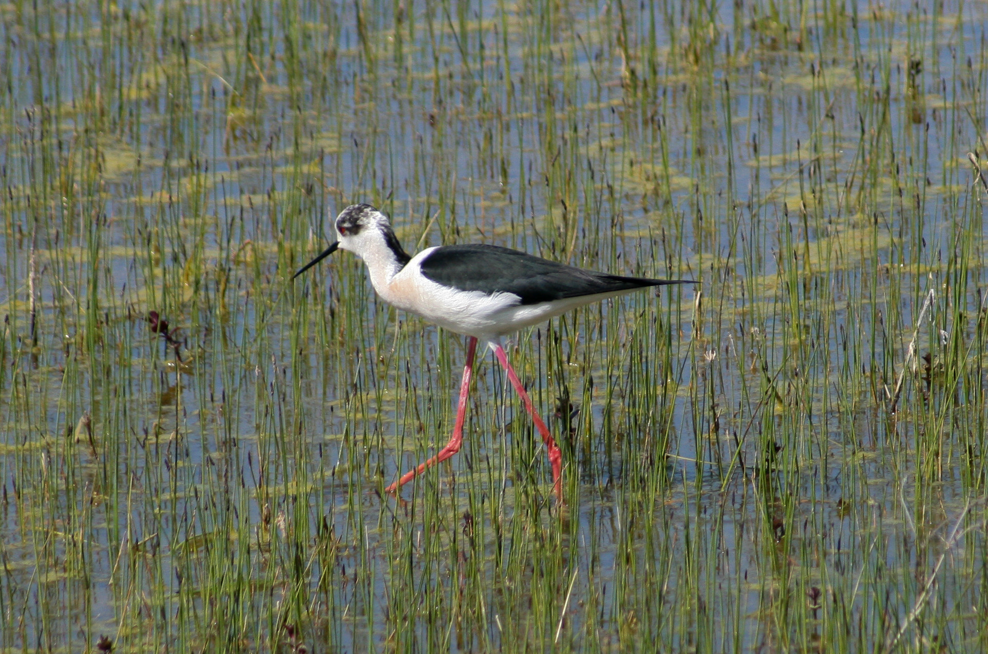 Canon EOS 400D (EOS Digital Rebel XTi / EOS Kiss Digital X) + Canon EF 55-200mm F4.5-5.6 II USM sample photo. Baie de somme - échasse blanche photography