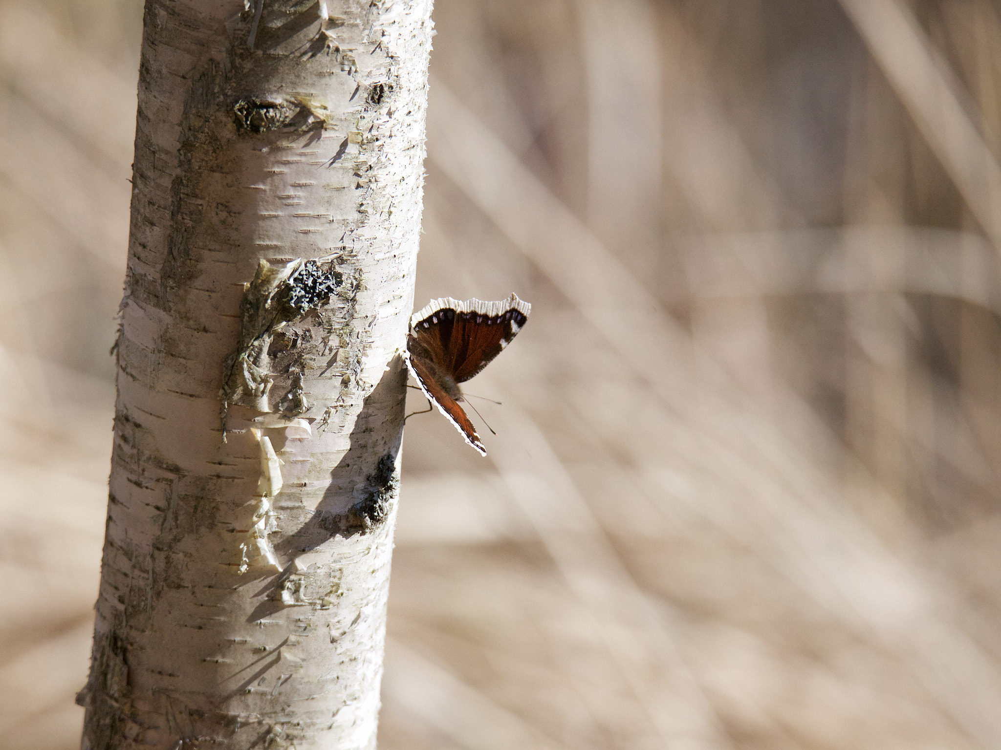 Tamron SP 150-600mm F5-6.3 Di VC USD sample photo. Mourning cloak and birch ii photography