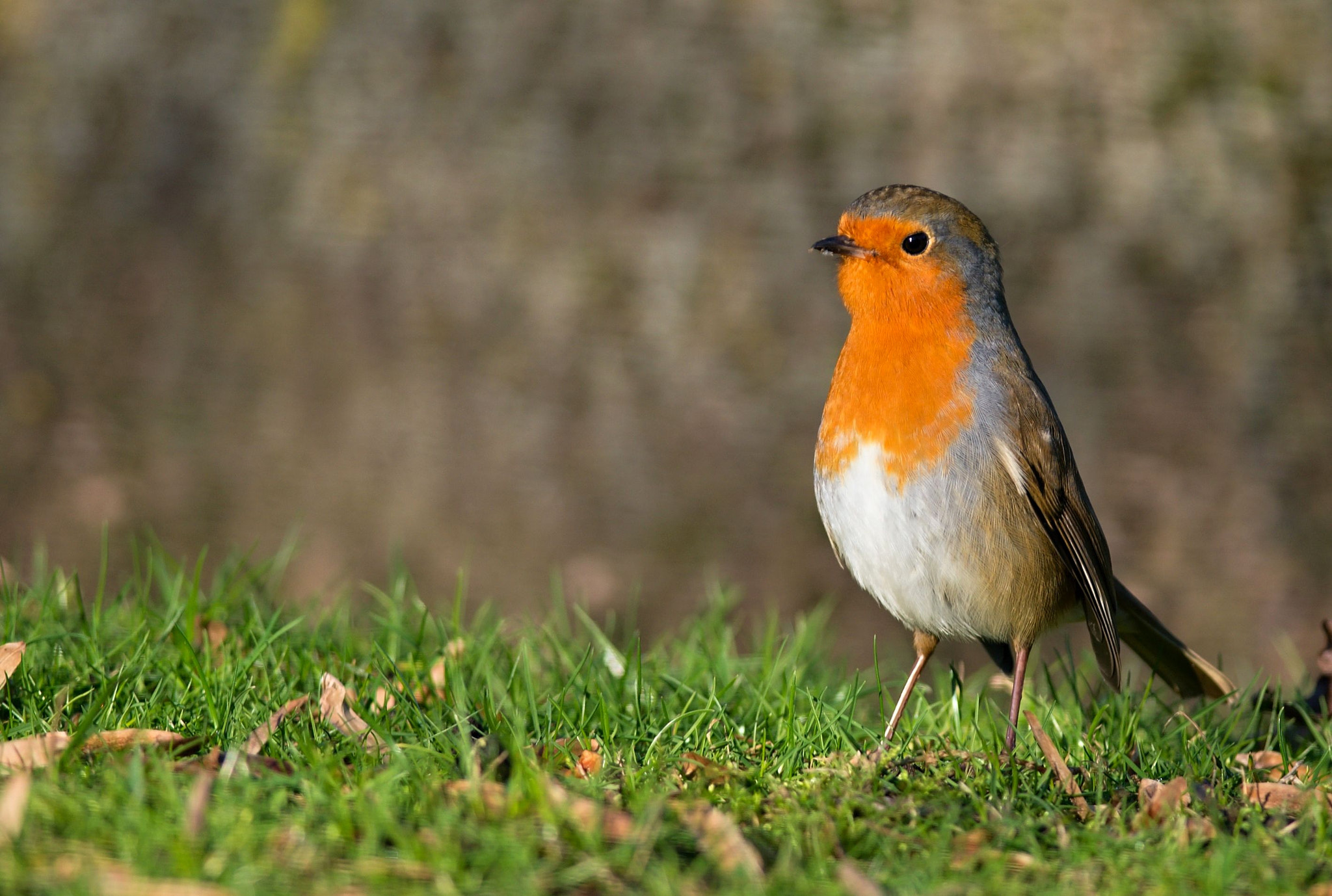 Nikon D610 sample photo. European robin photography