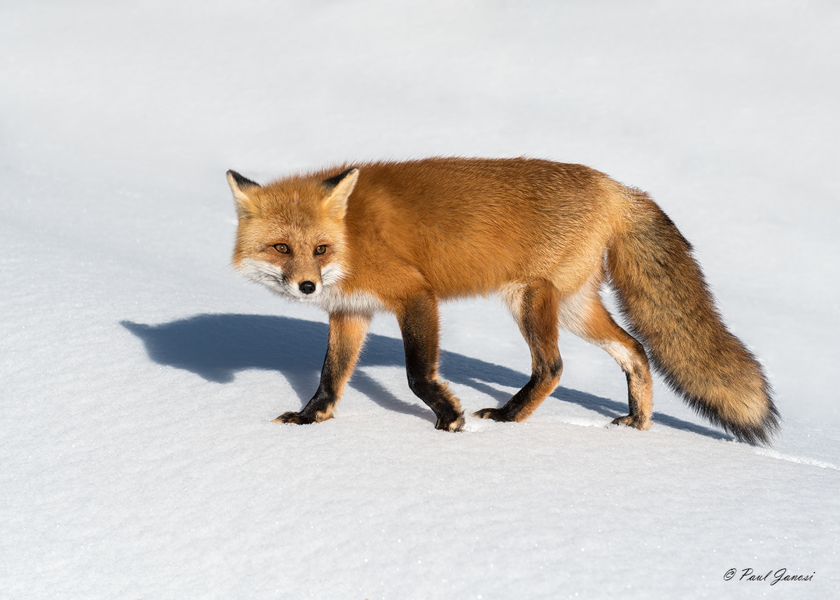 Nikon AF-S Nikkor 24-70mm F2.8G ED sample photo. Red fox photography
