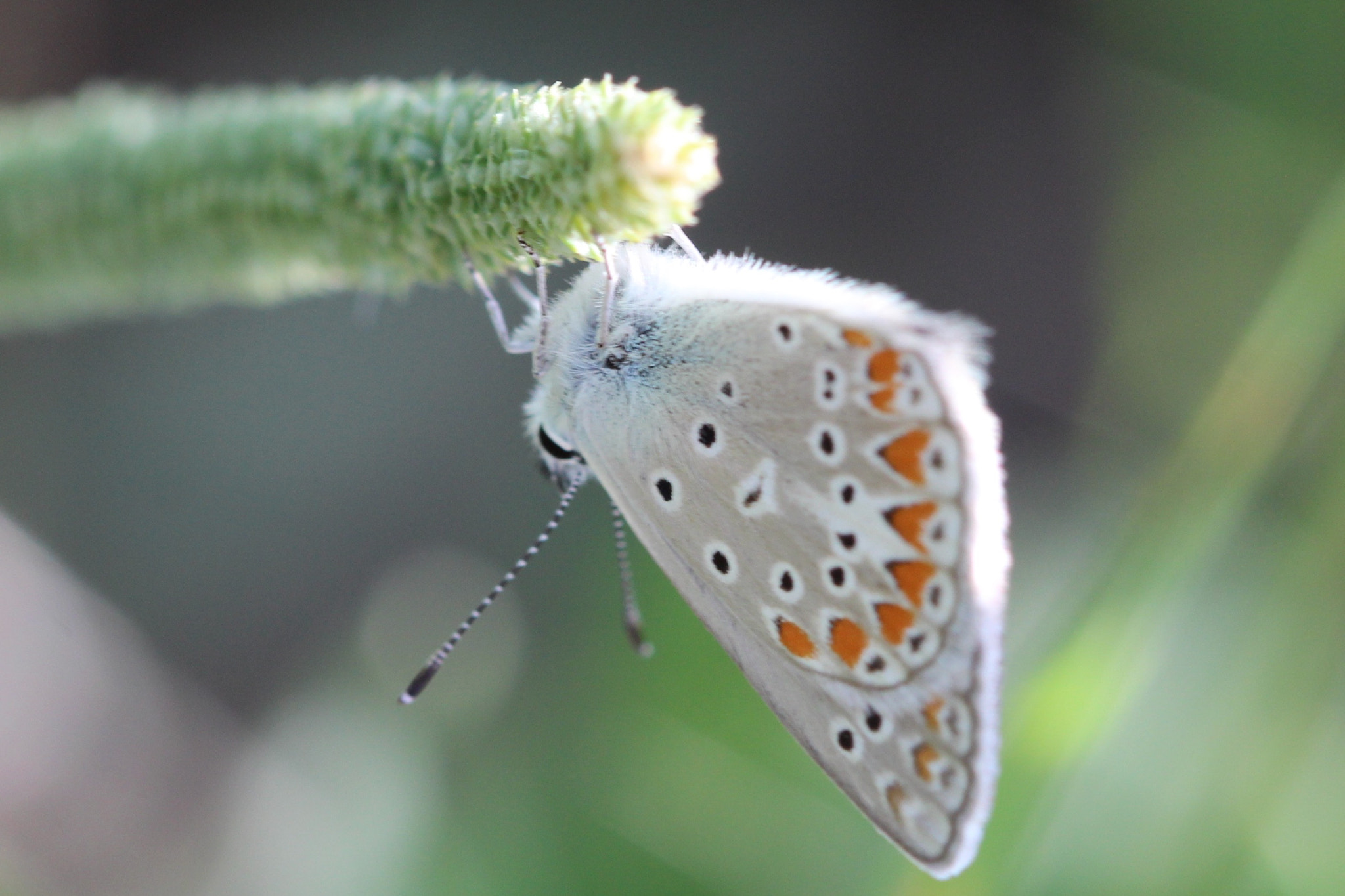 Canon EF 100mm F2.8 Macro USM sample photo. Upside down photography