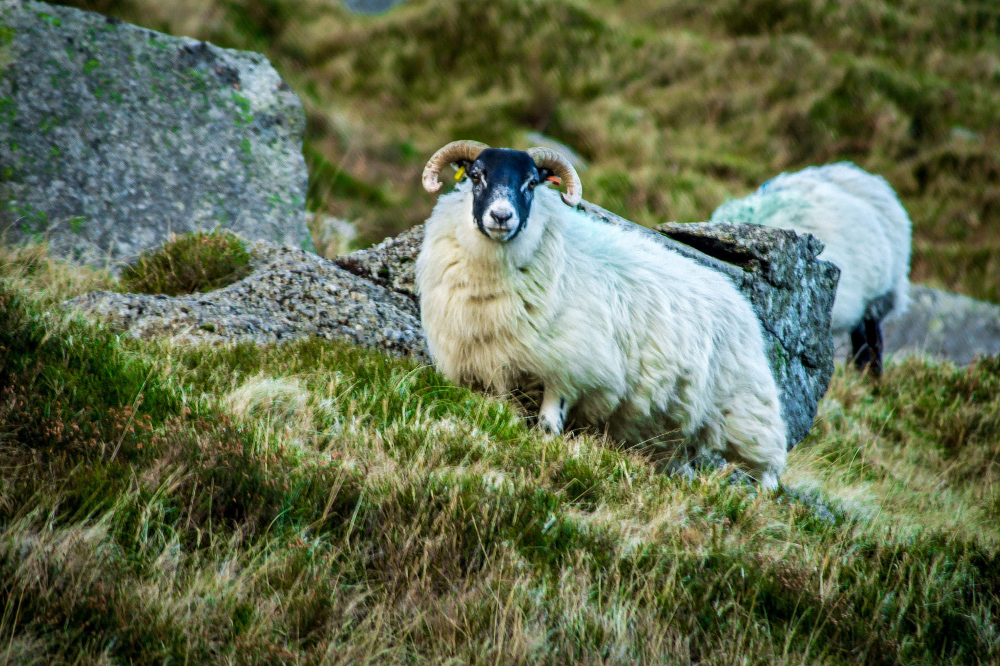 Canon EF-S 55-250mm F4-5.6 IS sample photo. Sheep on slieve donard photography